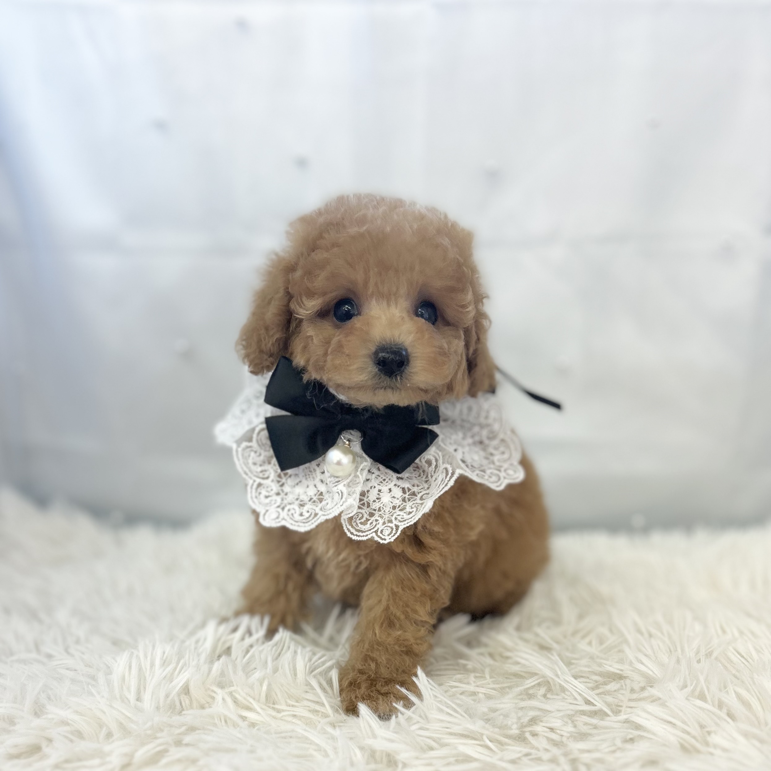 愛知県のトイプードル(トイ) (ファミリーペット豊明店/2025年11月4日生まれ/男の子/アプリコット)の子猫の2枚目の画像