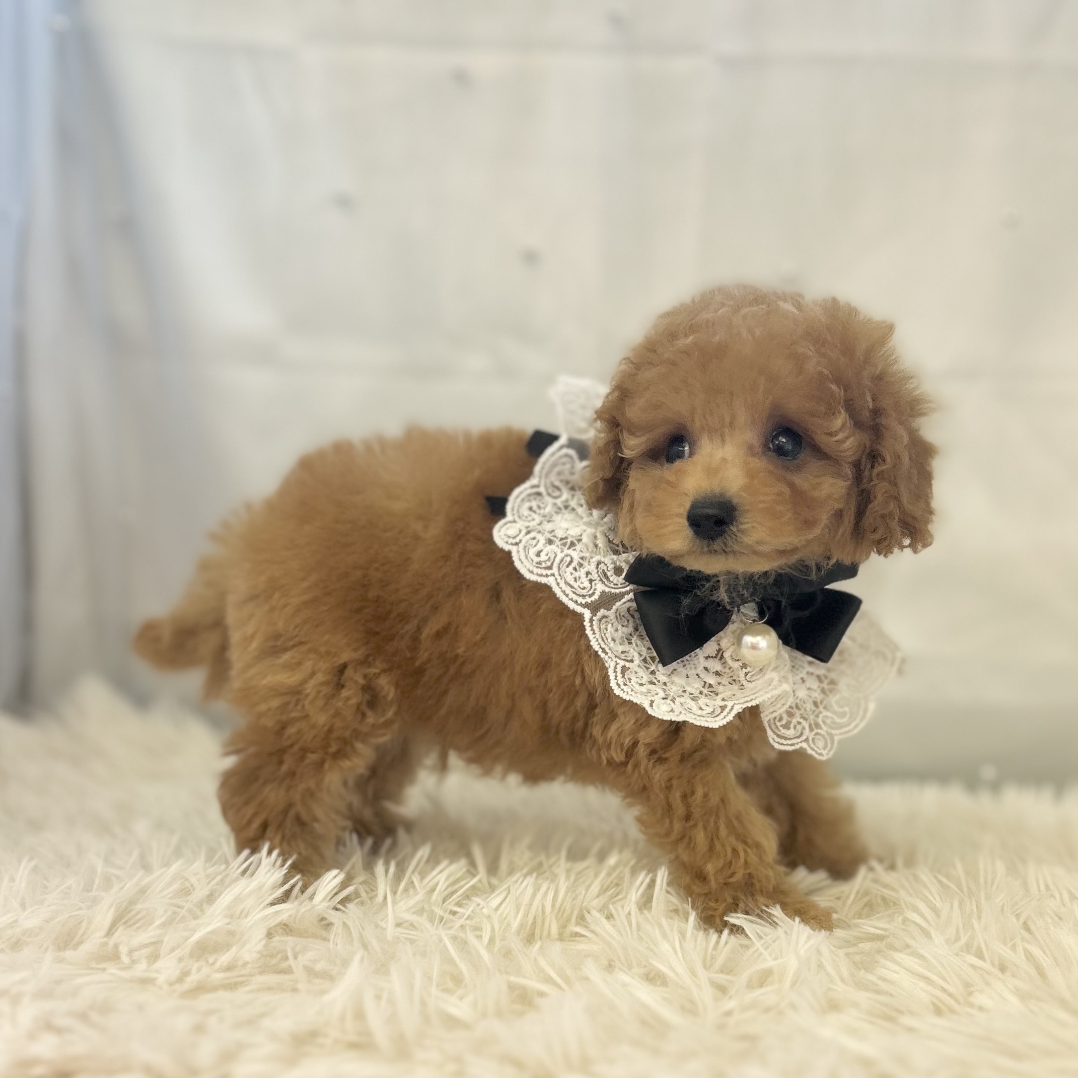 愛知県のトイプードル(トイ) (ファミリーペット豊明店/2025年11月4日生まれ/男の子/アプリコット)の子猫の3枚目の画像