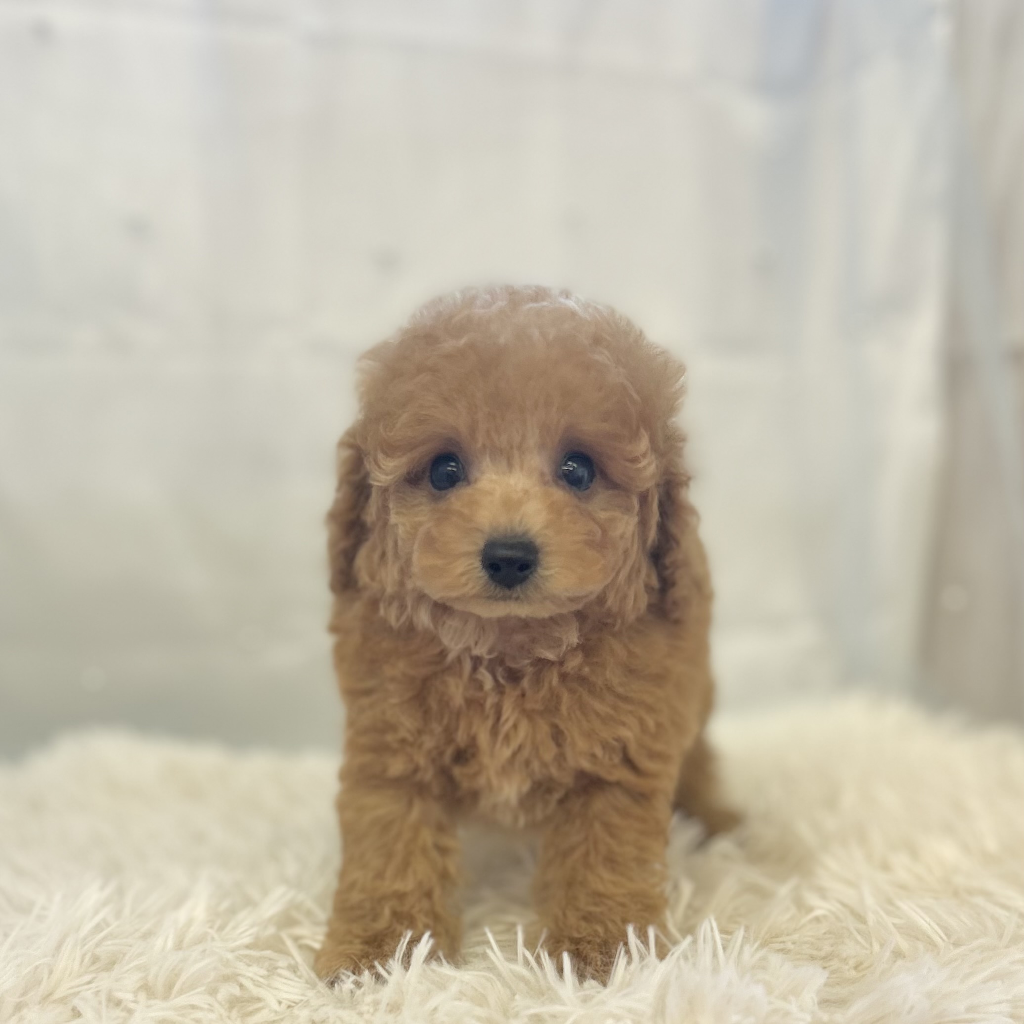 愛知県のトイプードル(トイ) (ファミリーペット豊明店/2025年11月4日生まれ/男の子/アプリコット)の子猫の4枚目の画像