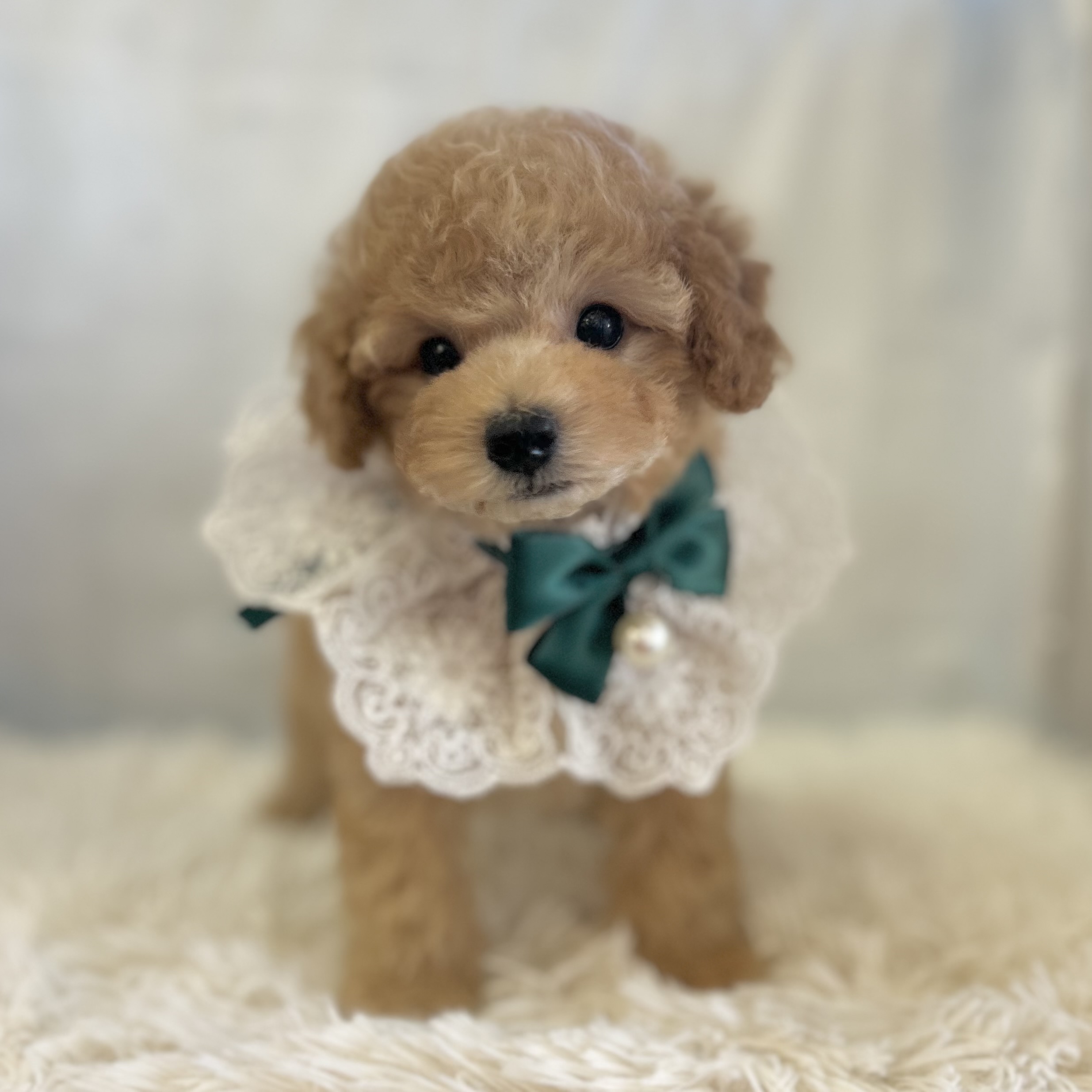 愛知県のトイプードル(トイ) (ファミリーペット豊明店/2025年11月4日生まれ/男の子/アプリコット)の子猫の2枚目の画像