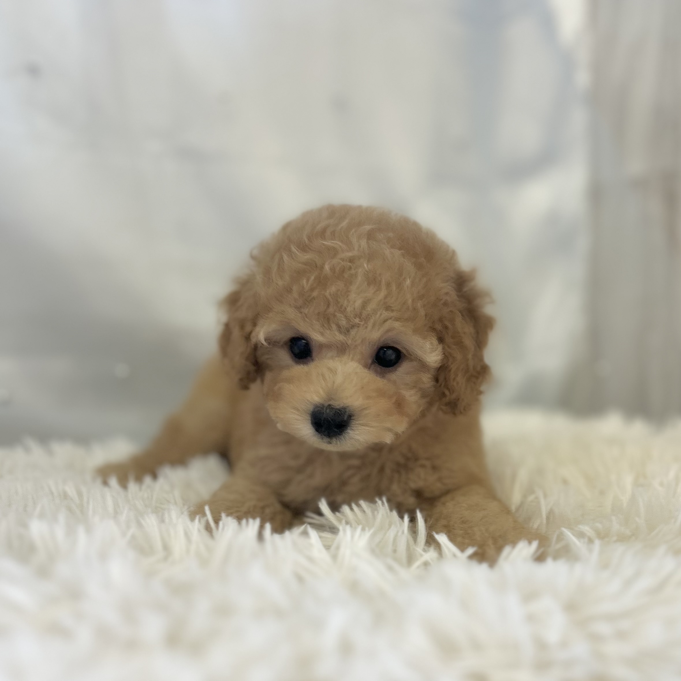 愛知県のトイプードル(トイ) (ファミリーペット豊明店/2025年11月4日生まれ/男の子/アプリコット)の子猫の3枚目の画像