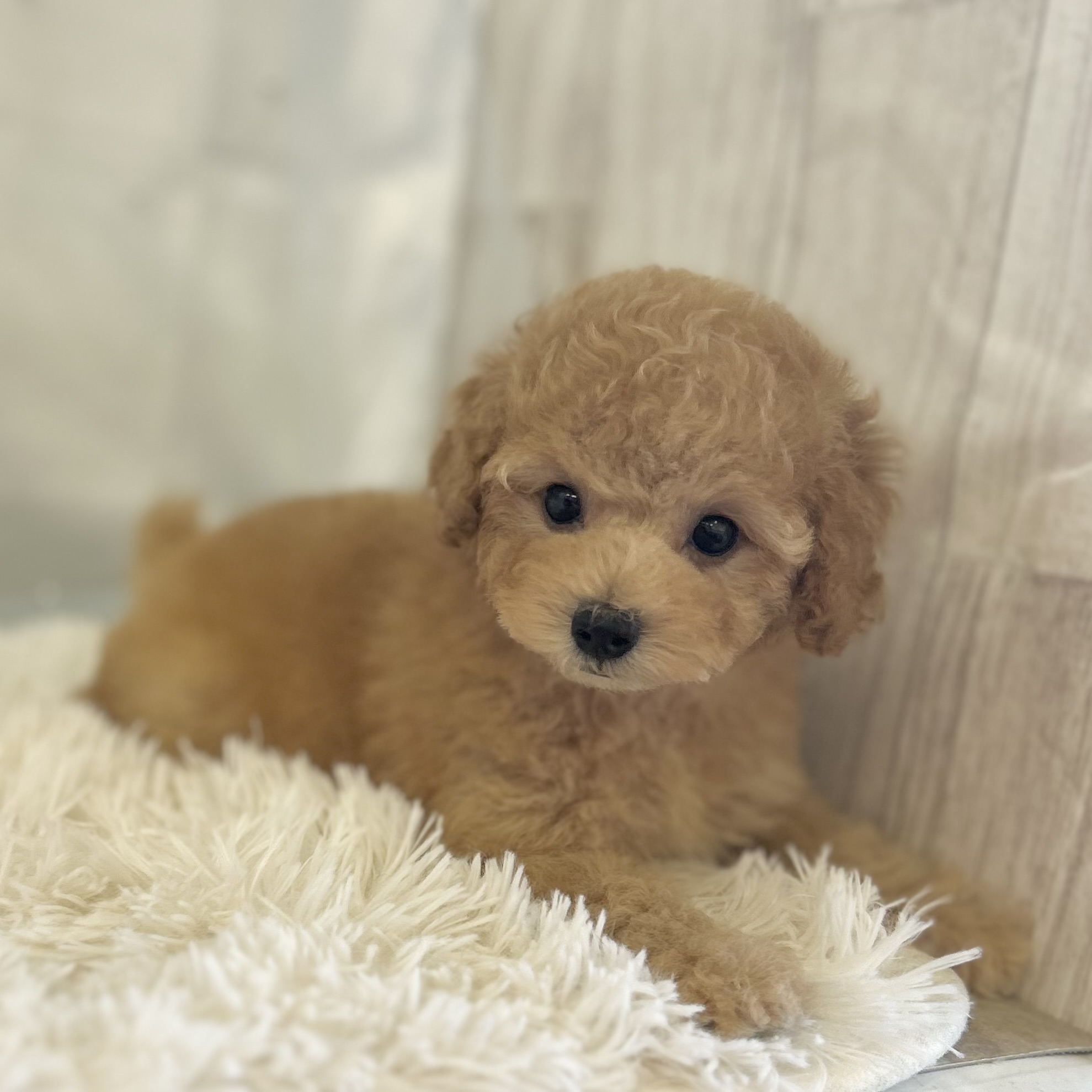 愛知県のトイプードル(トイ) (ファミリーペット豊明店/2025年11月4日生まれ/男の子/アプリコット)の子猫の4枚目の画像