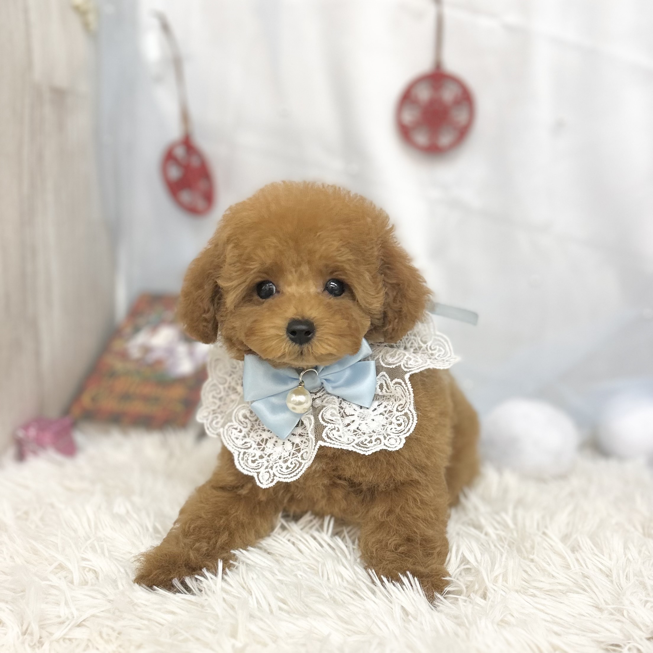 愛知県のトイプードル(トイ) (ファミリーペット豊明店/2025年10月8日生まれ/男の子/レッド)の子猫の2枚目の画像