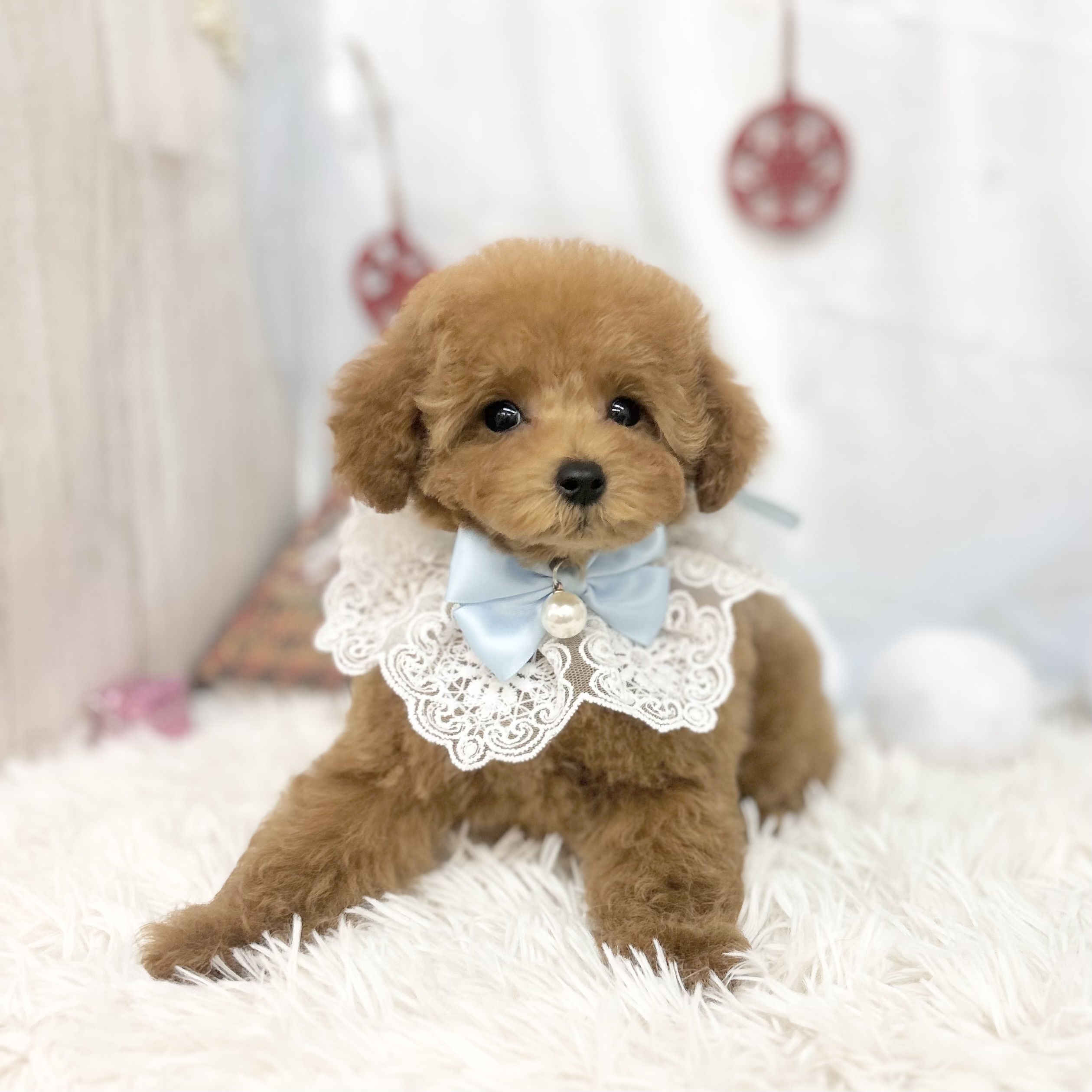 愛知県のトイプードル(トイ) (ファミリーペット豊明店/2025年10月8日生まれ/男の子/レッド)の子猫の4枚目の画像