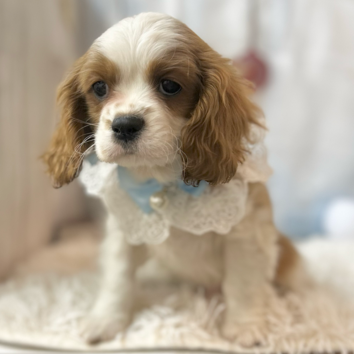 愛知県のハーフ犬・ミックス犬 (ファミリーペット豊明店/2025年10月10日生まれ/男の子/ブレンハイム)の子猫の2枚目の画像