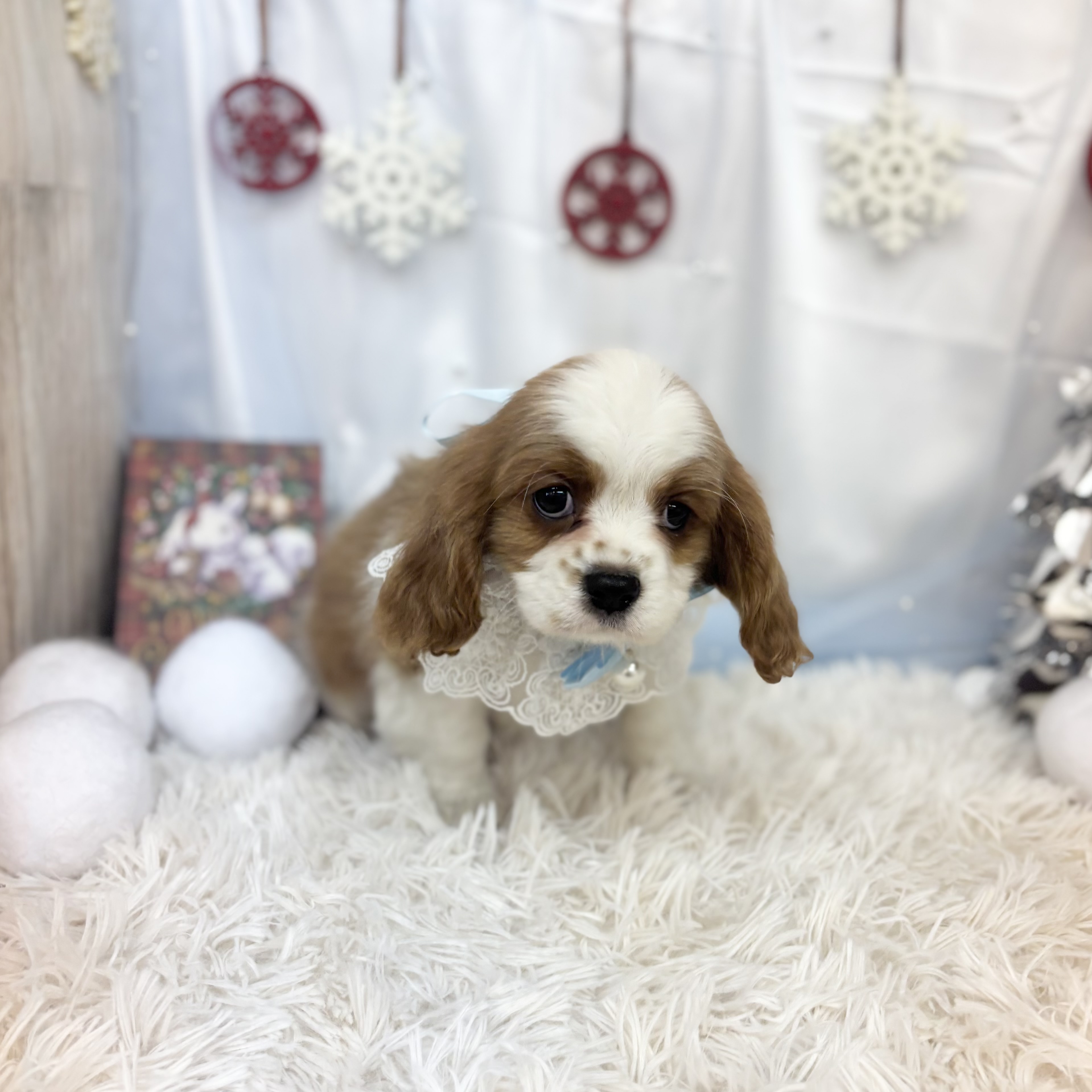 愛知県のハーフ犬・ミックス犬 (ファミリーペット豊明店/2025年10月10日生まれ/男の子/ブレンハイム)の子猫の3枚目の画像