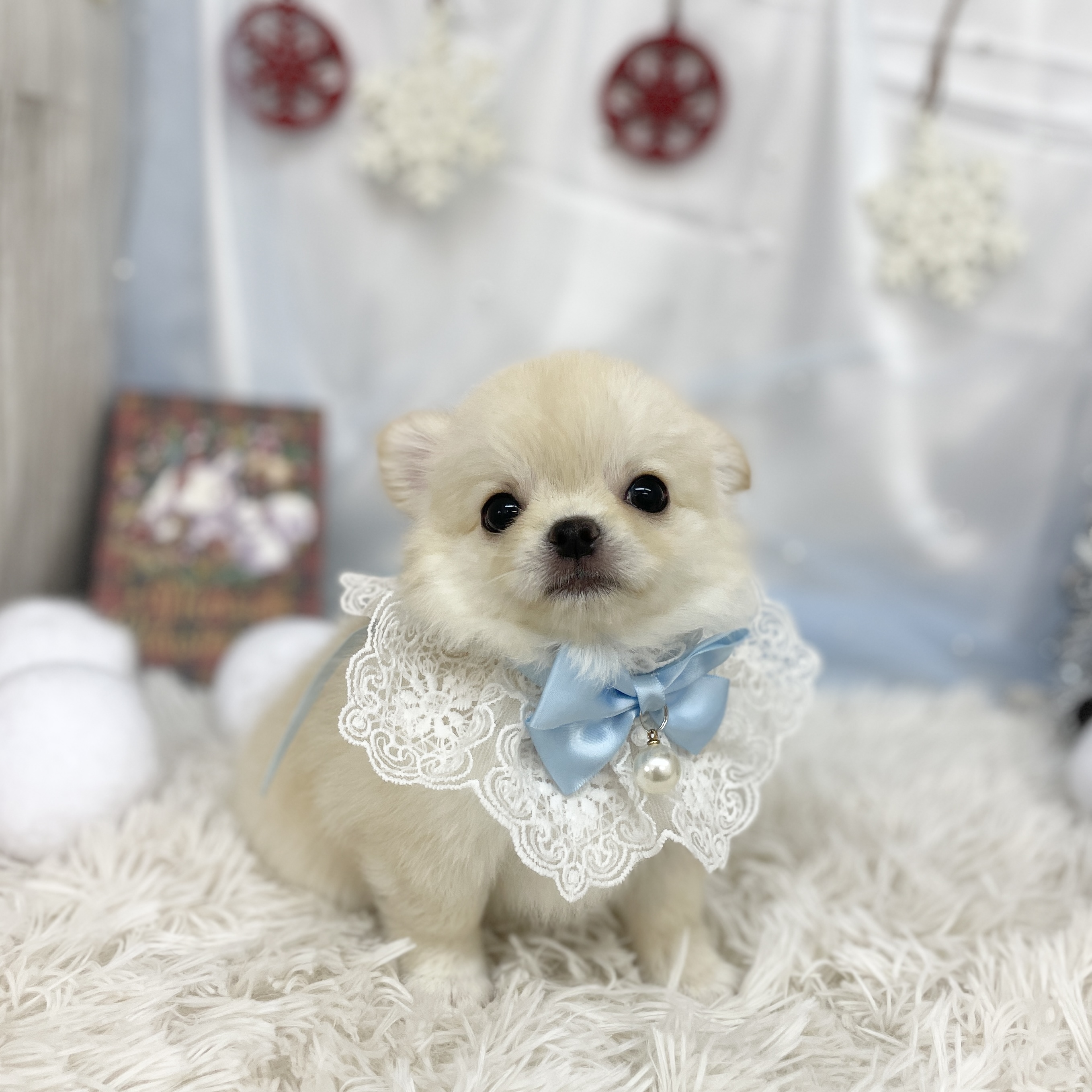 愛知県のチワワ(ロング) (ファミリーペット豊明店/2025年10月11日生まれ/男の子/ゴールド)の子猫の2枚目の画像