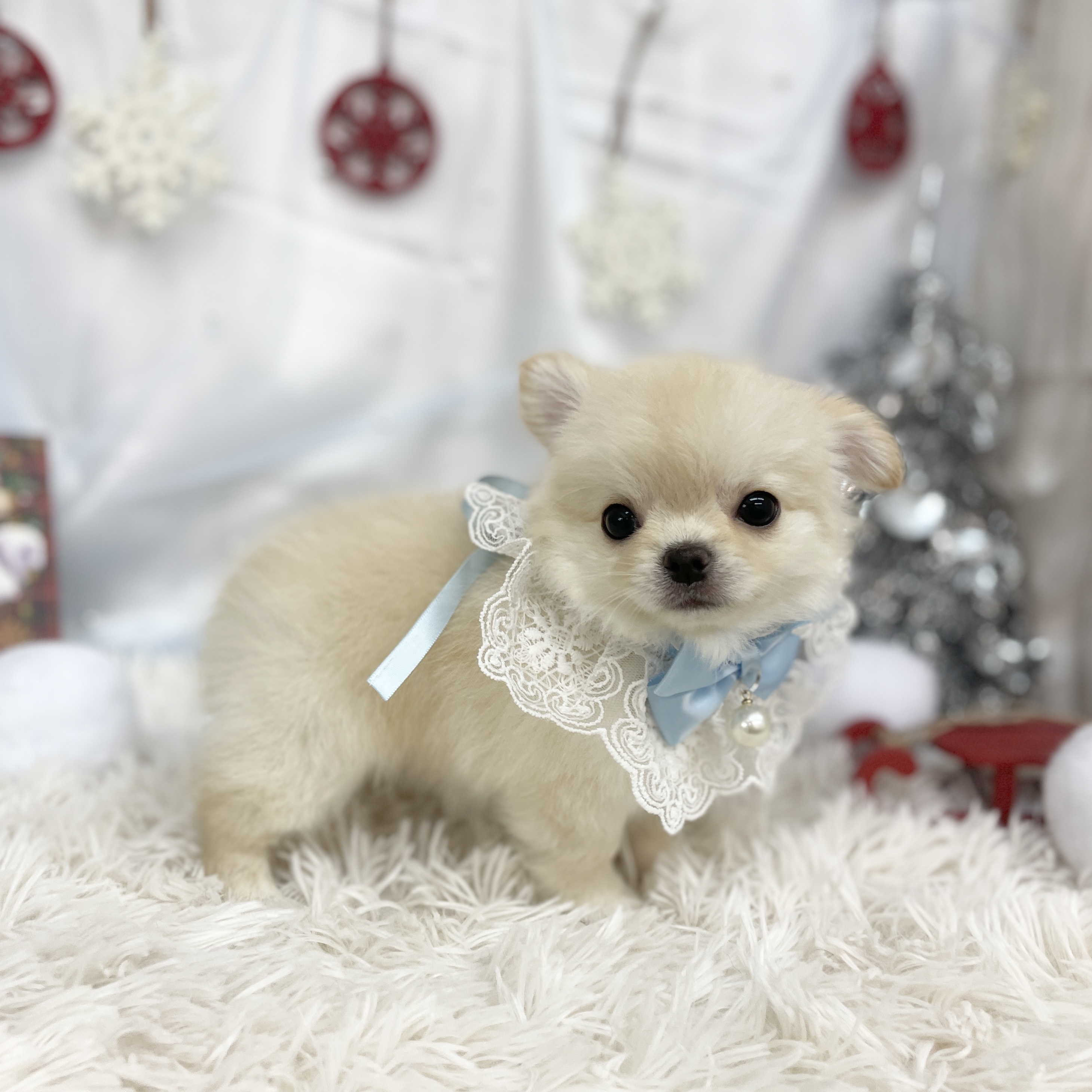 愛知県のチワワ(ロング) (ファミリーペット豊明店/2025年10月11日生まれ/男の子/ゴールド)の子猫の3枚目の画像