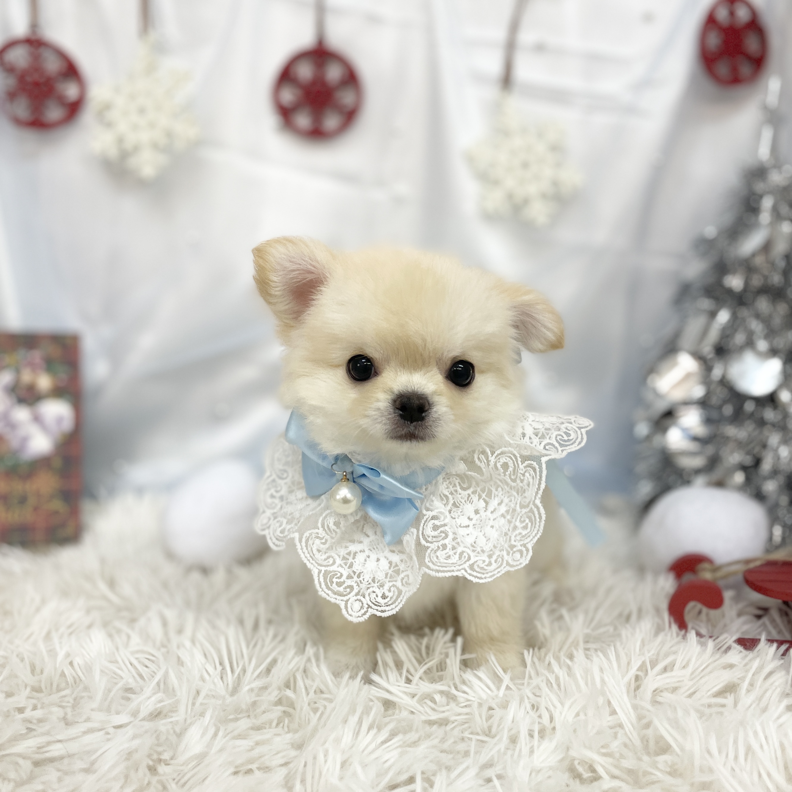 愛知県のチワワ(ロング) (ファミリーペット豊明店/2025年10月11日生まれ/男の子/ゴールド)の子猫の4枚目の画像