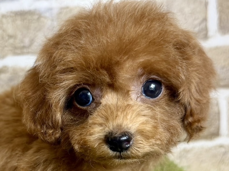 大阪府のトイプードル(トイ) (with 高槻店/2025年10月15日生まれ/女の子/レッドフォーン)の子猫の1枚目の画像