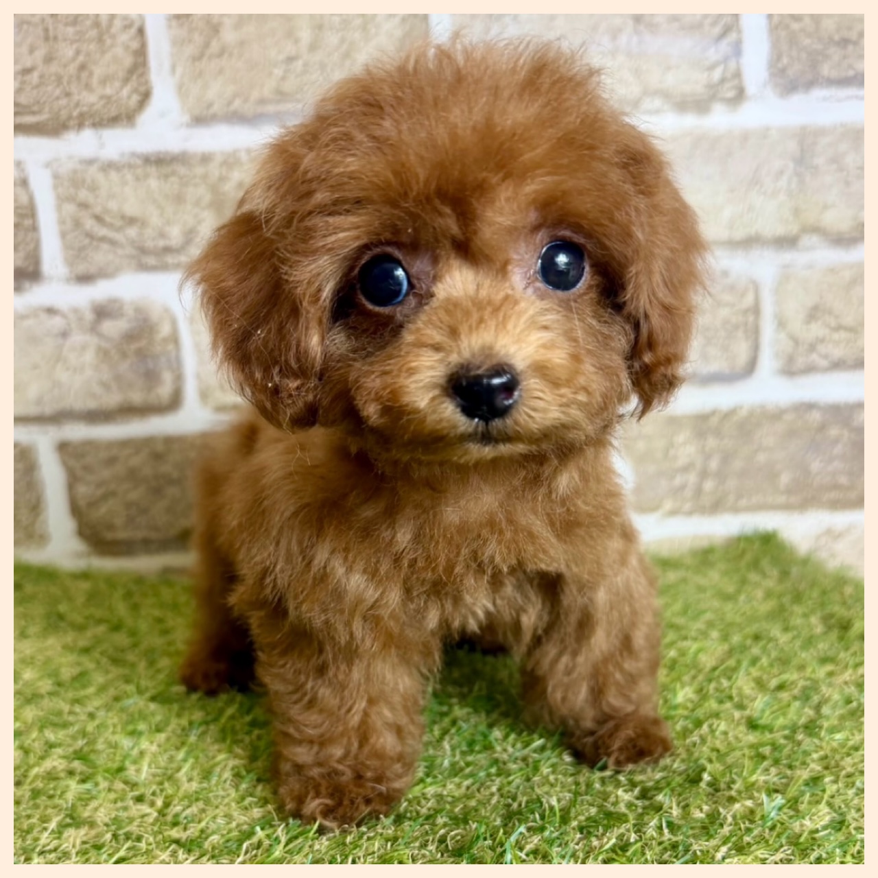 大阪府のトイプードル(トイ) (with 高槻店/2025年10月15日生まれ/女の子/レッドフォーン)の子猫の2枚目の画像