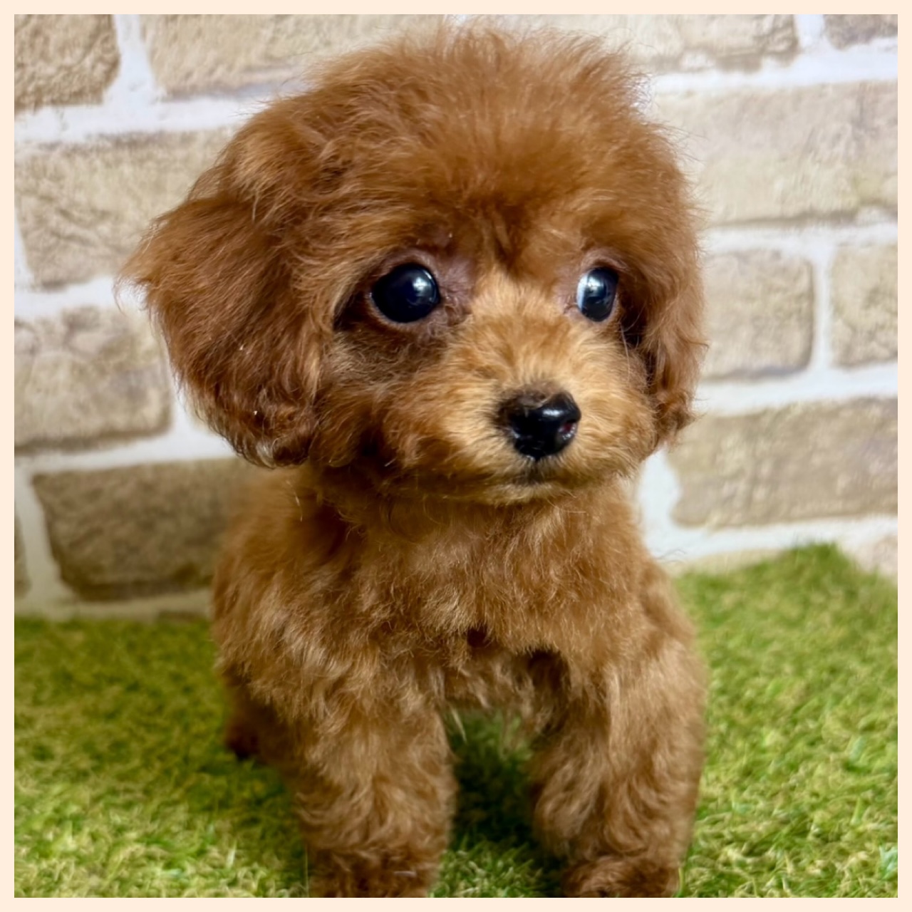 大阪府のトイプードル(トイ) (with 高槻店/2025年10月15日生まれ/女の子/レッドフォーン)の子猫の3枚目の画像