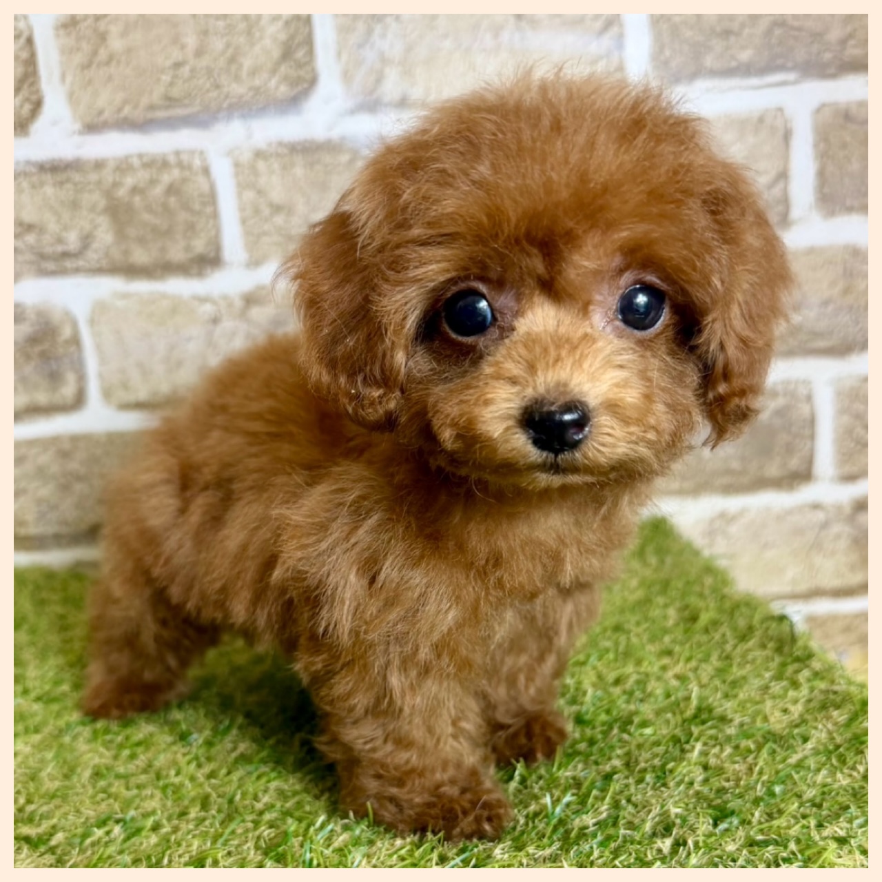 大阪府のトイプードル(トイ) (with 高槻店/2025年10月15日生まれ/女の子/レッドフォーン)の子猫の4枚目の画像