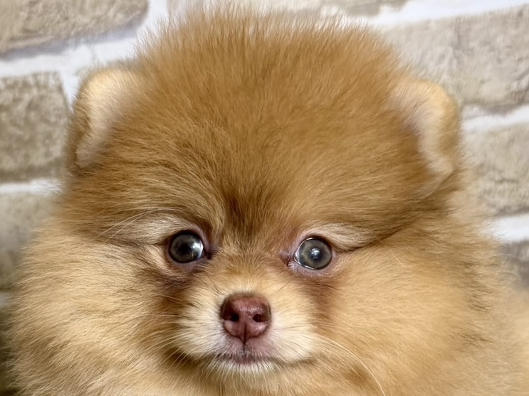 大阪府のポメラニアン (with 高槻店/2025年10月16日生まれ/女の子/オレンジマール)の子猫の1枚目の画像