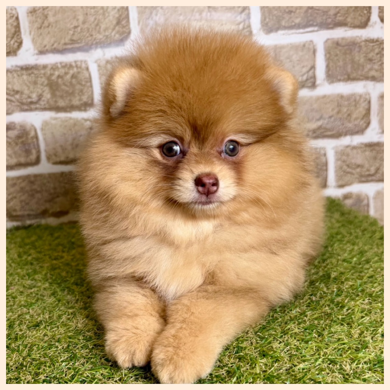 大阪府のポメラニアン (with 高槻店/2025年10月16日生まれ/女の子/オレンジマール)の子猫の2枚目の画像