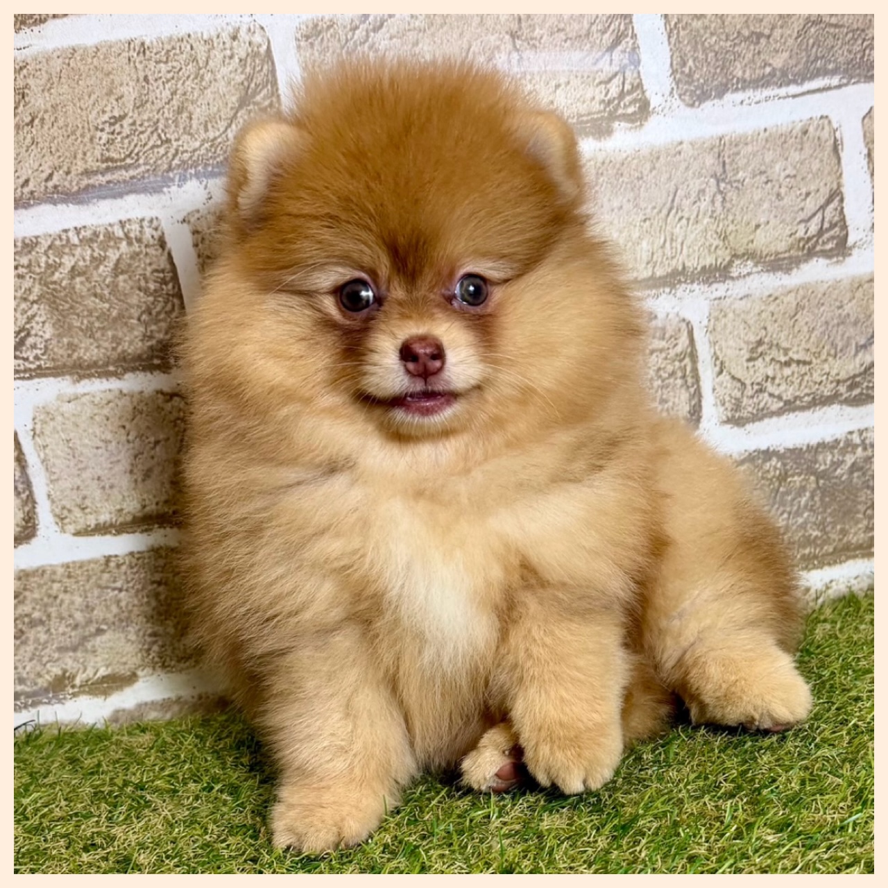 大阪府のポメラニアン (with 高槻店/2025年10月16日生まれ/女の子/オレンジマール)の子猫の4枚目の画像