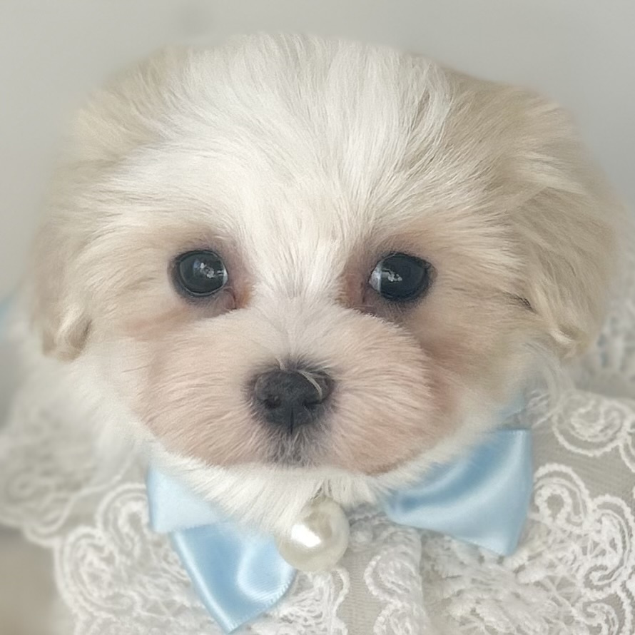 愛知県のマルチーズ (ファミリーペット豊明店/2025年11月26日生まれ/男の子/ホワイト)の子猫の1枚目の画像