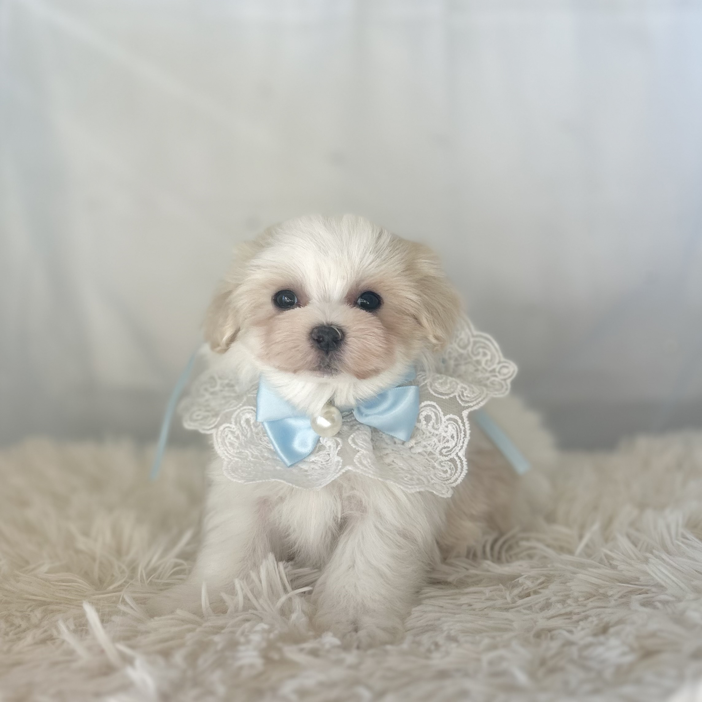 愛知県のマルチーズ (ファミリーペット豊明店/2025年11月26日生まれ/男の子/ホワイト)の子猫の2枚目の画像