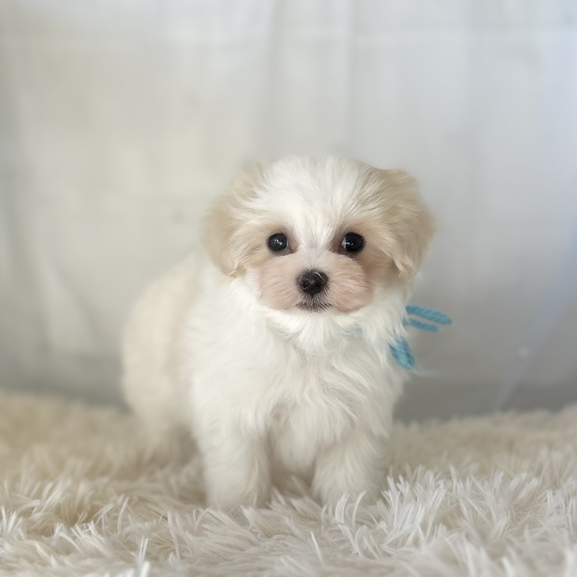 愛知県のマルチーズ (ファミリーペット豊明店/2025年11月26日生まれ/男の子/ホワイト)の子猫の3枚目の画像