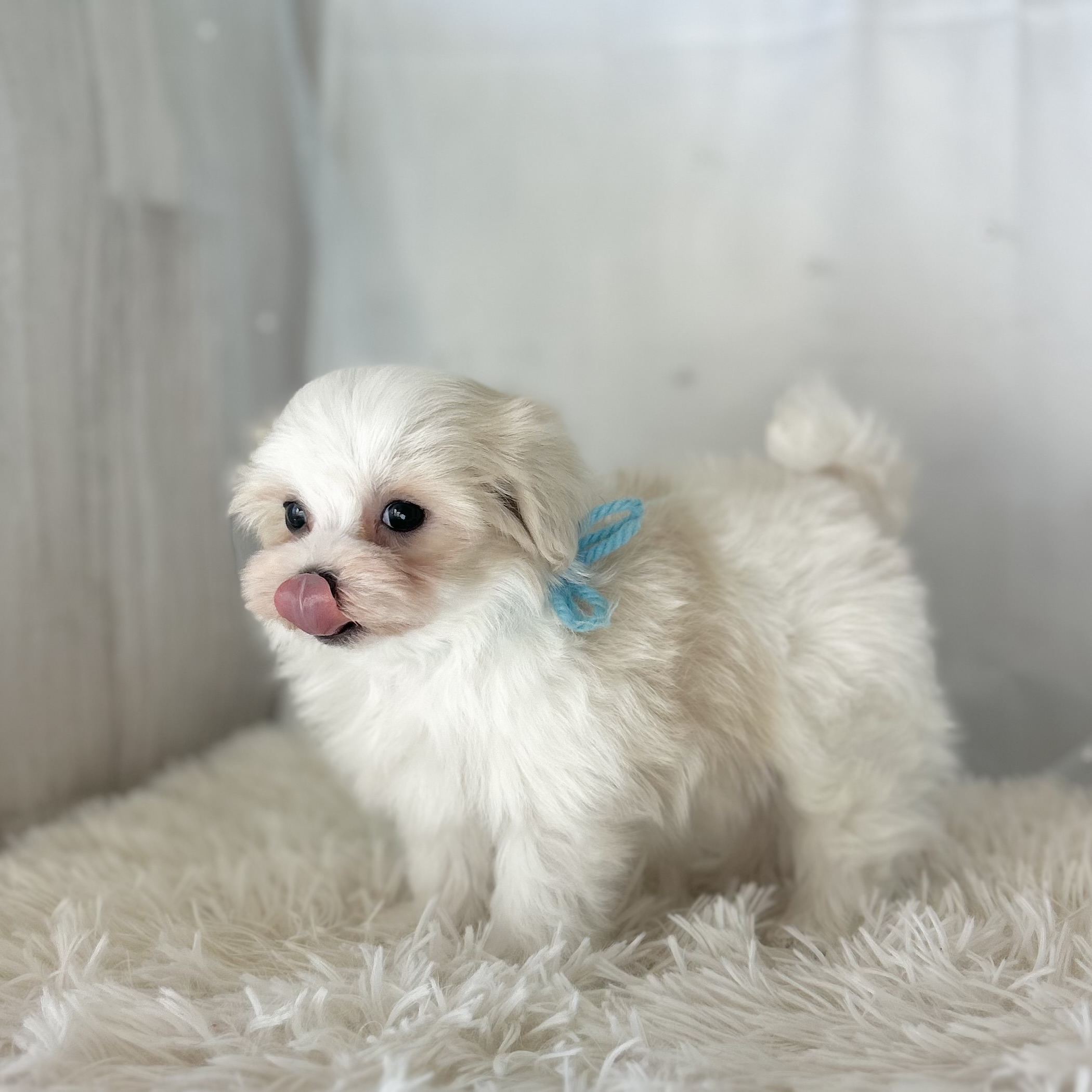 愛知県のマルチーズ (ファミリーペット豊明店/2025年11月26日生まれ/男の子/ホワイト)の子猫の4枚目の画像