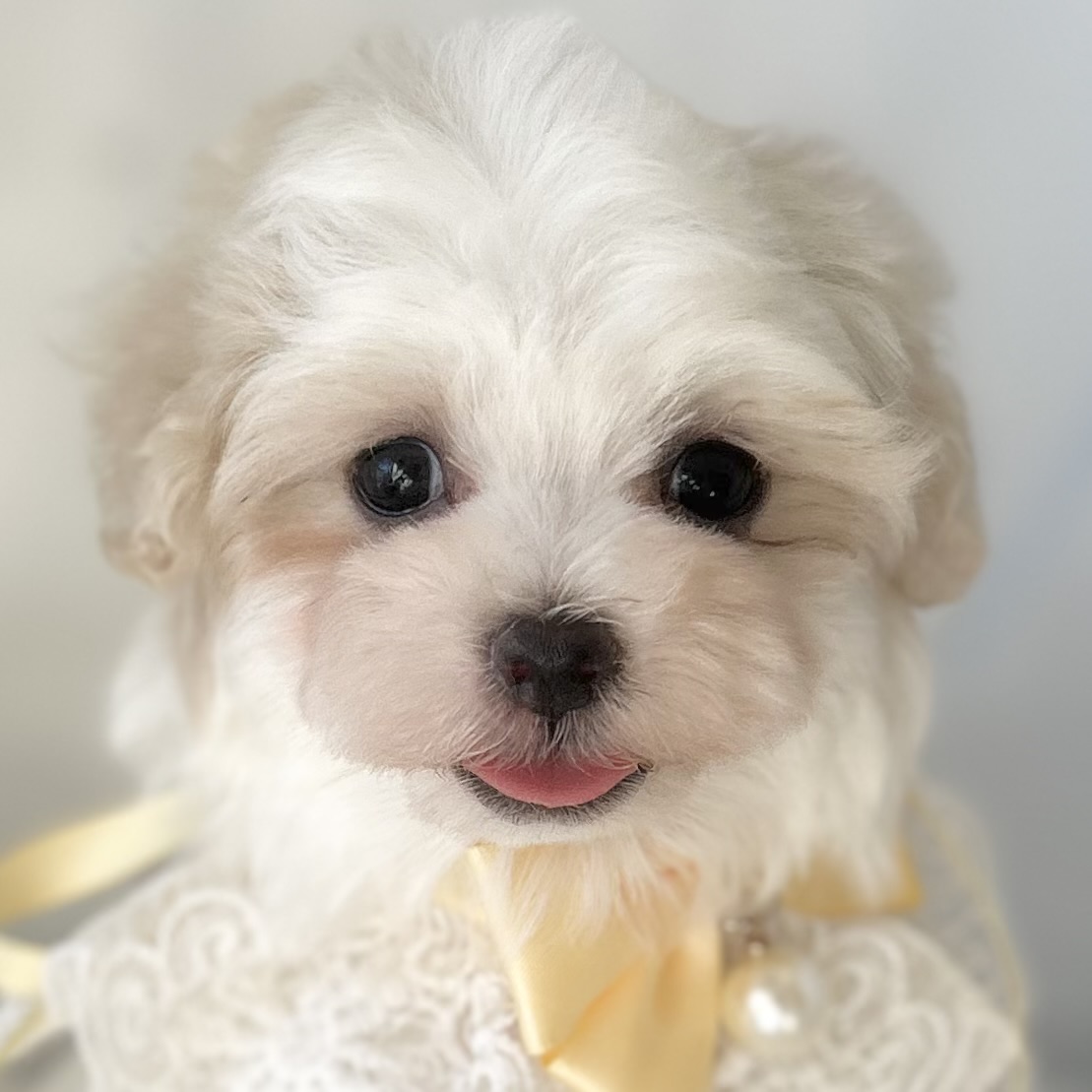 愛知県のマルチーズ (ファミリーペット豊明店/2025年11月26日生まれ/男の子/ホワイト)の子猫の1枚目の画像