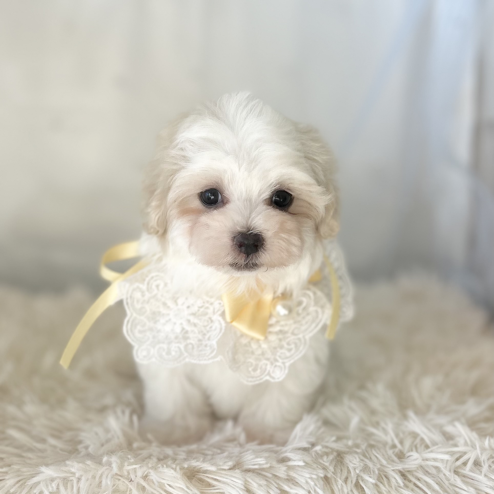 愛知県のマルチーズ (ファミリーペット豊明店/2025年11月26日生まれ/男の子/ホワイト)の子猫の2枚目の画像