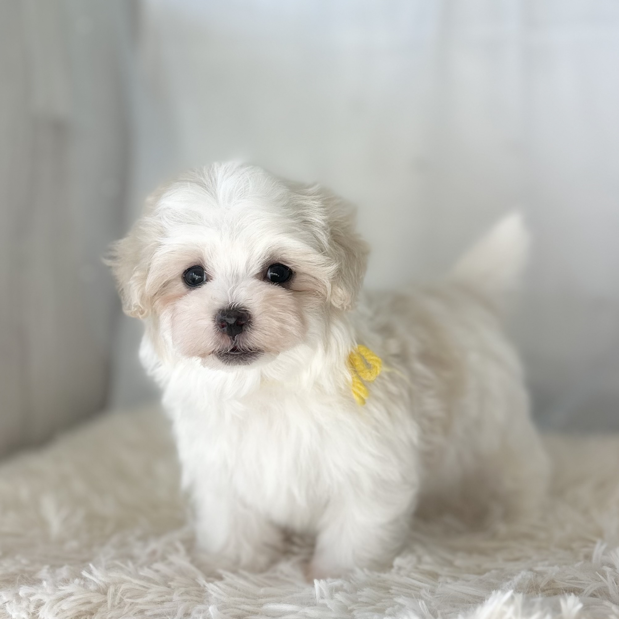 愛知県のマルチーズ (ファミリーペット豊明店/2025年11月26日生まれ/男の子/ホワイト)の子猫の3枚目の画像