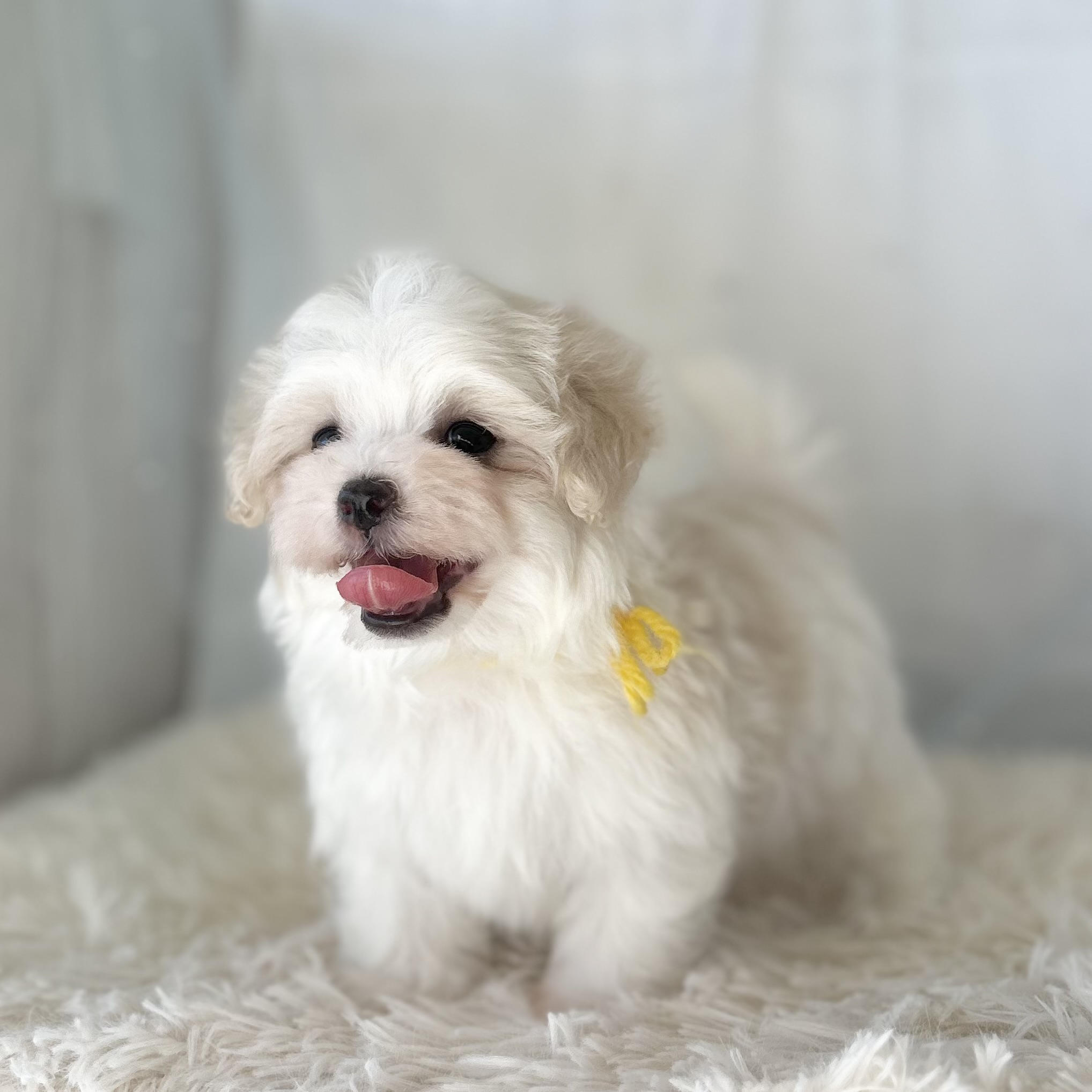 愛知県のマルチーズ (ファミリーペット豊明店/2025年11月26日生まれ/男の子/ホワイト)の子猫の4枚目の画像