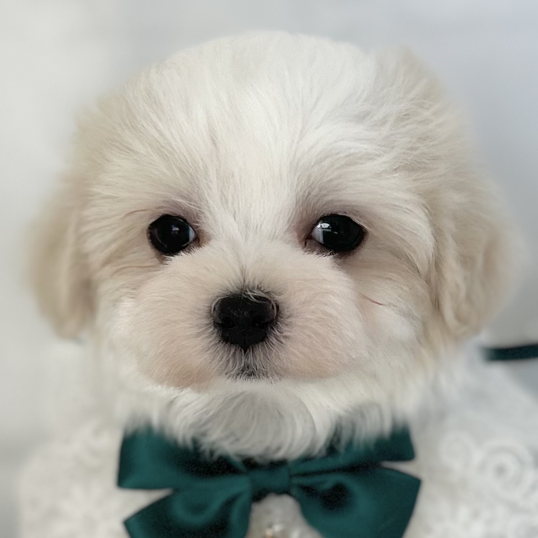 愛知県のマルチーズ (ファミリーペット豊明店/2025年11月26日生まれ/男の子/ホワイト)の子猫の1枚目の画像