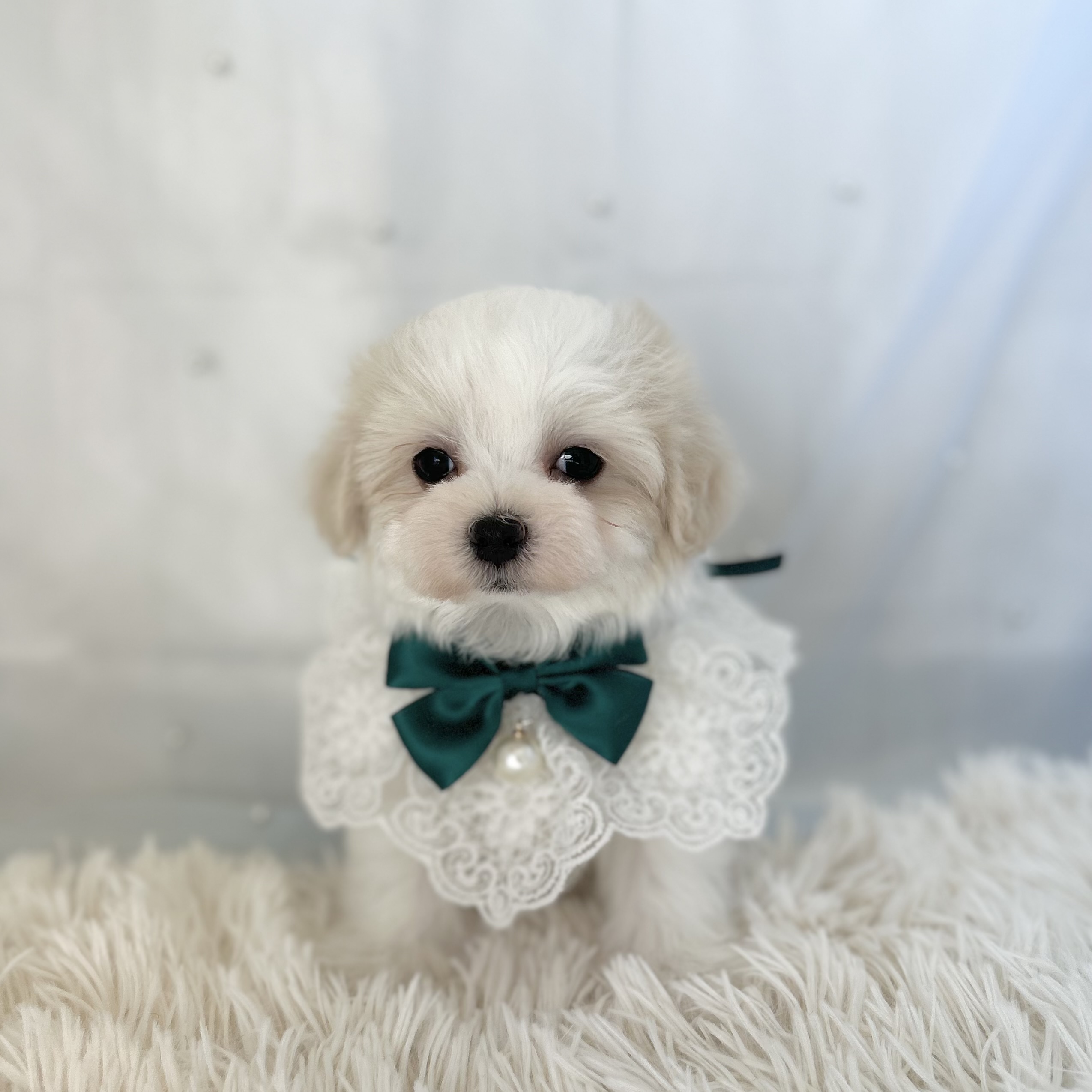 愛知県のマルチーズ (ファミリーペット豊明店/2025年11月26日生まれ/男の子/ホワイト)の子猫の2枚目の画像