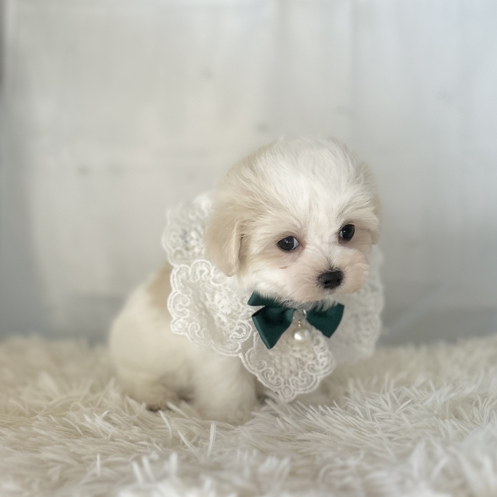 愛知県のマルチーズ (ファミリーペット豊明店/2025年11月26日生まれ/男の子/ホワイト)の子猫の3枚目の画像