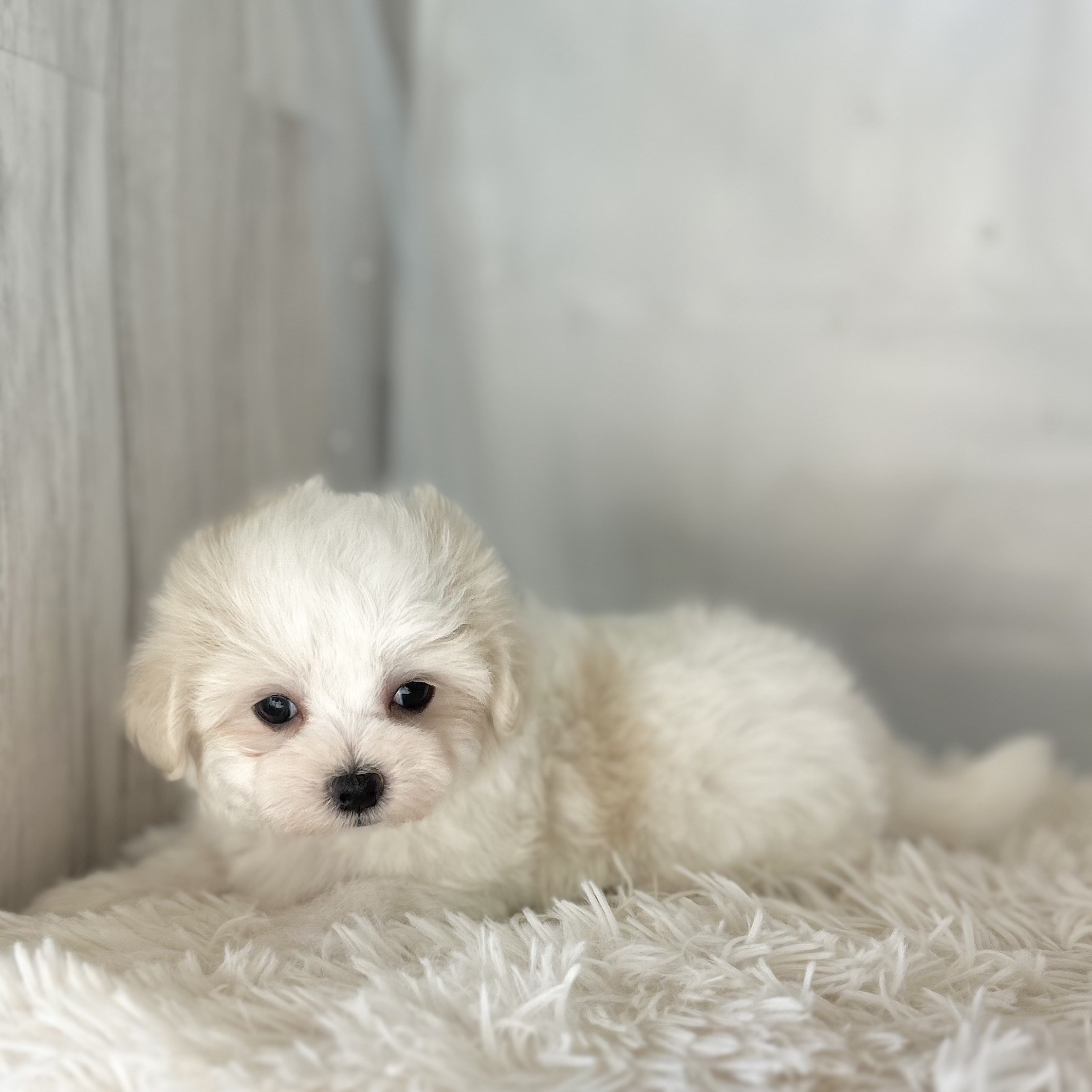 愛知県のマルチーズ (ファミリーペット豊明店/2025年11月26日生まれ/男の子/ホワイト)の子猫の4枚目の画像