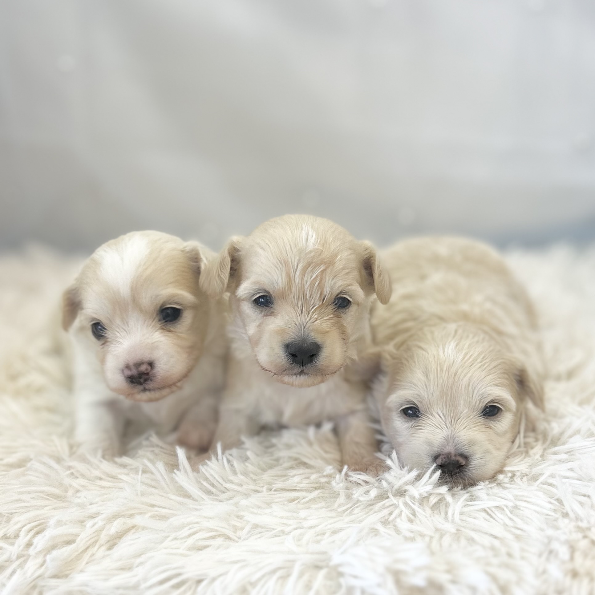 愛知県のハーフ犬・ミックス犬 (ファミリーペット豊明店/2025年12月17日生まれ/男の子/クリーム)の子猫の1枚目の画像