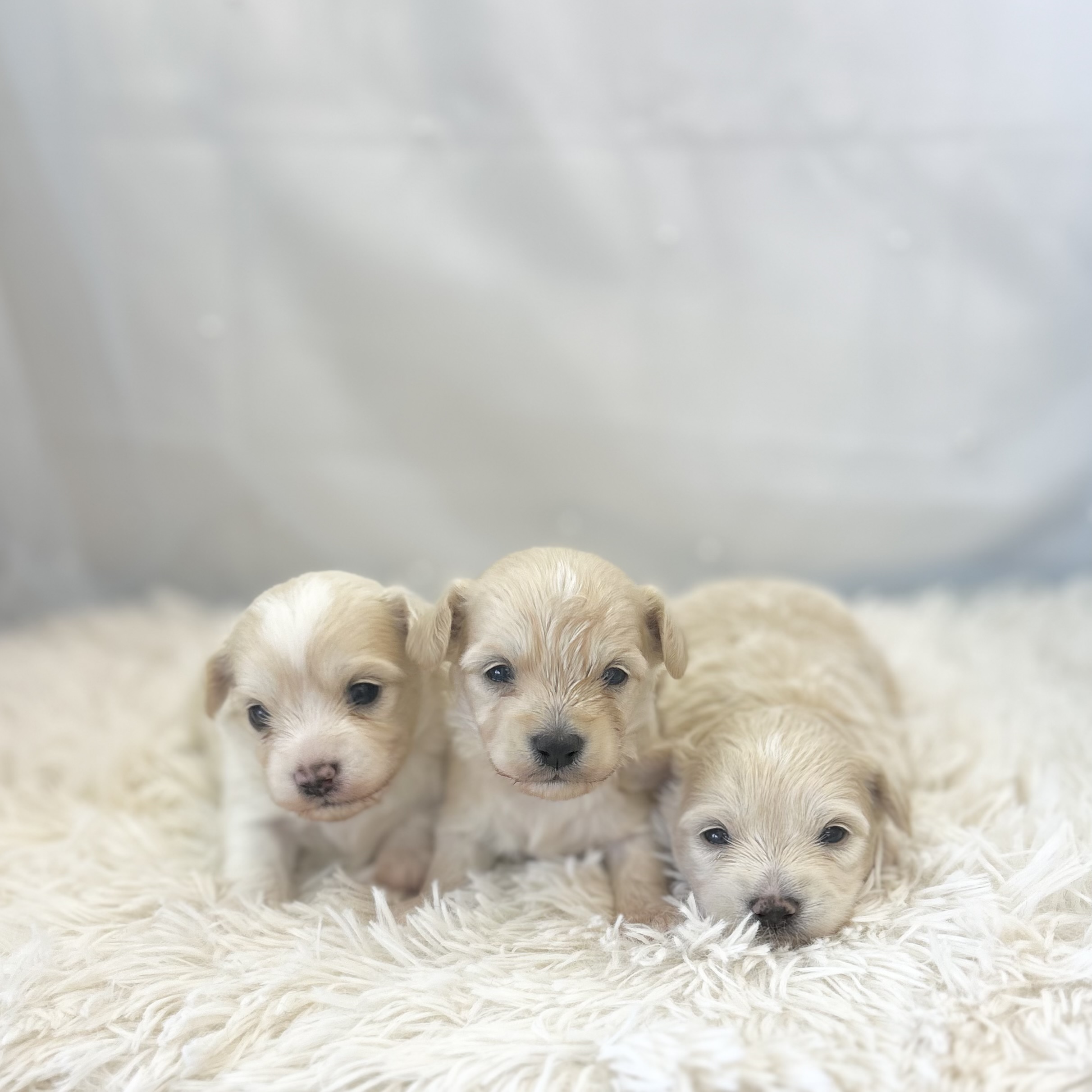 愛知県のハーフ犬・ミックス犬 (ファミリーペット豊明店/2025年12月17日生まれ/男の子/クリーム)の子猫の2枚目の画像