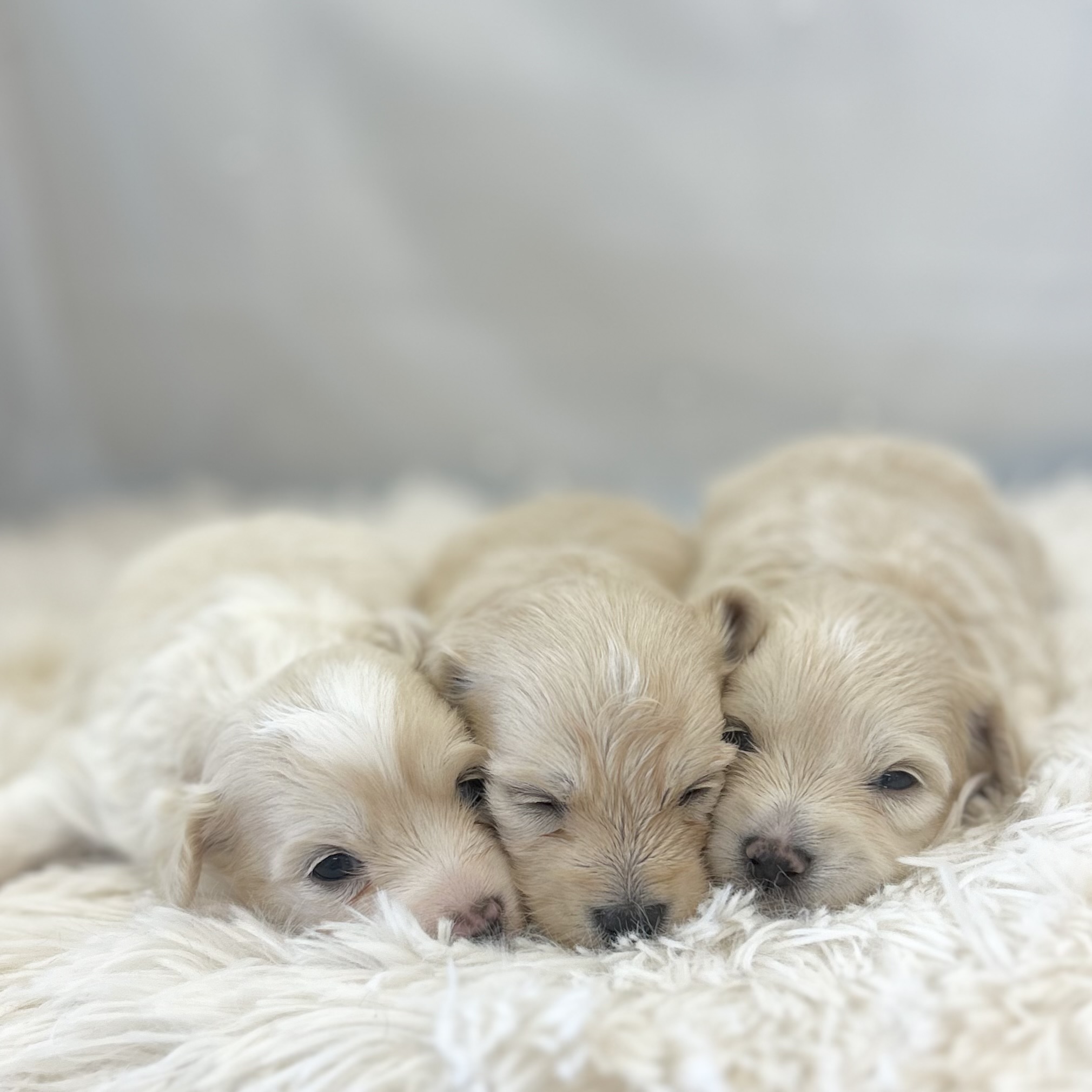 愛知県のハーフ犬・ミックス犬 (ファミリーペット豊明店/2025年12月17日生まれ/男の子/クリーム)の子猫の3枚目の画像