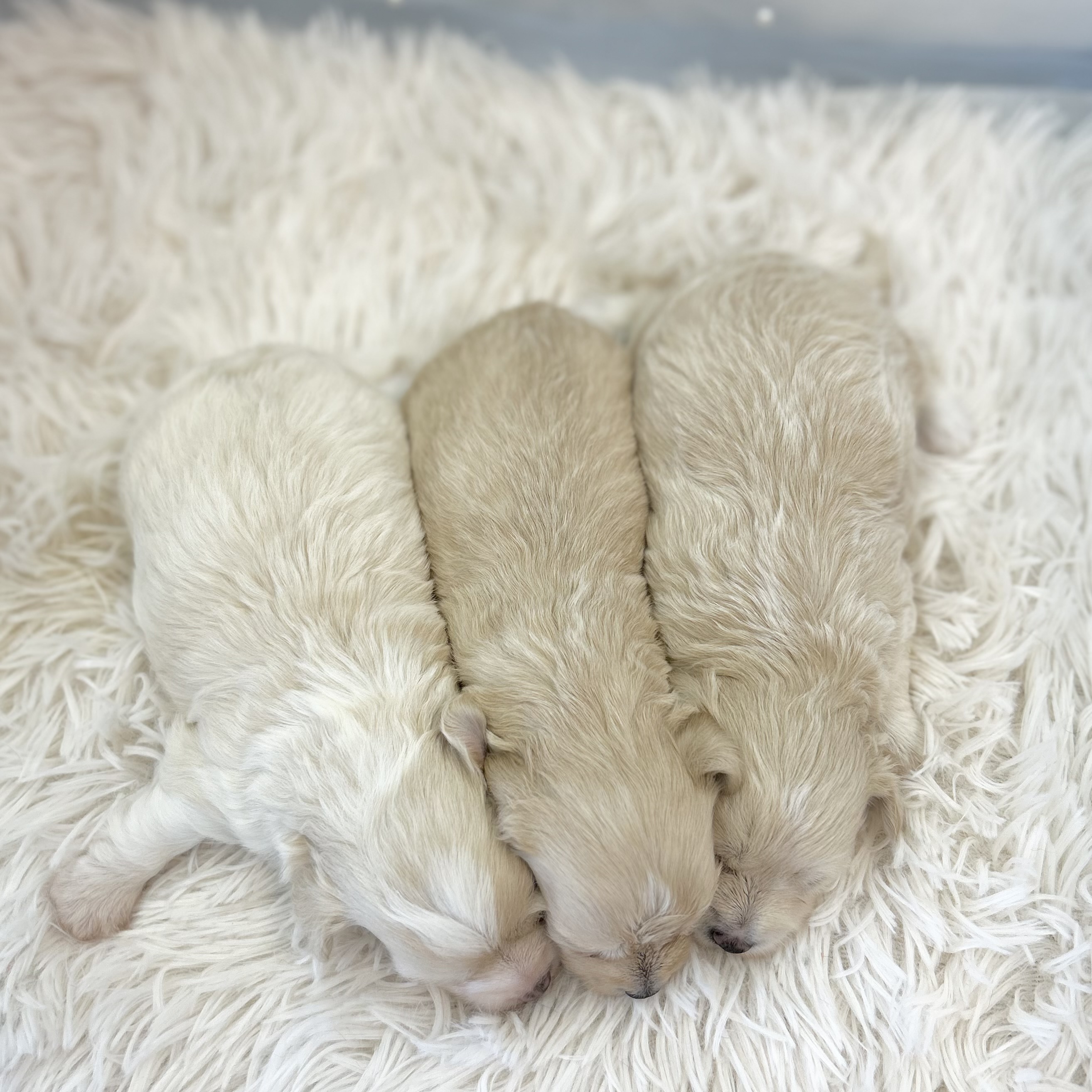 愛知県のハーフ犬・ミックス犬 (ファミリーペット豊明店/2025年12月17日生まれ/男の子/クリーム)の子猫の4枚目の画像