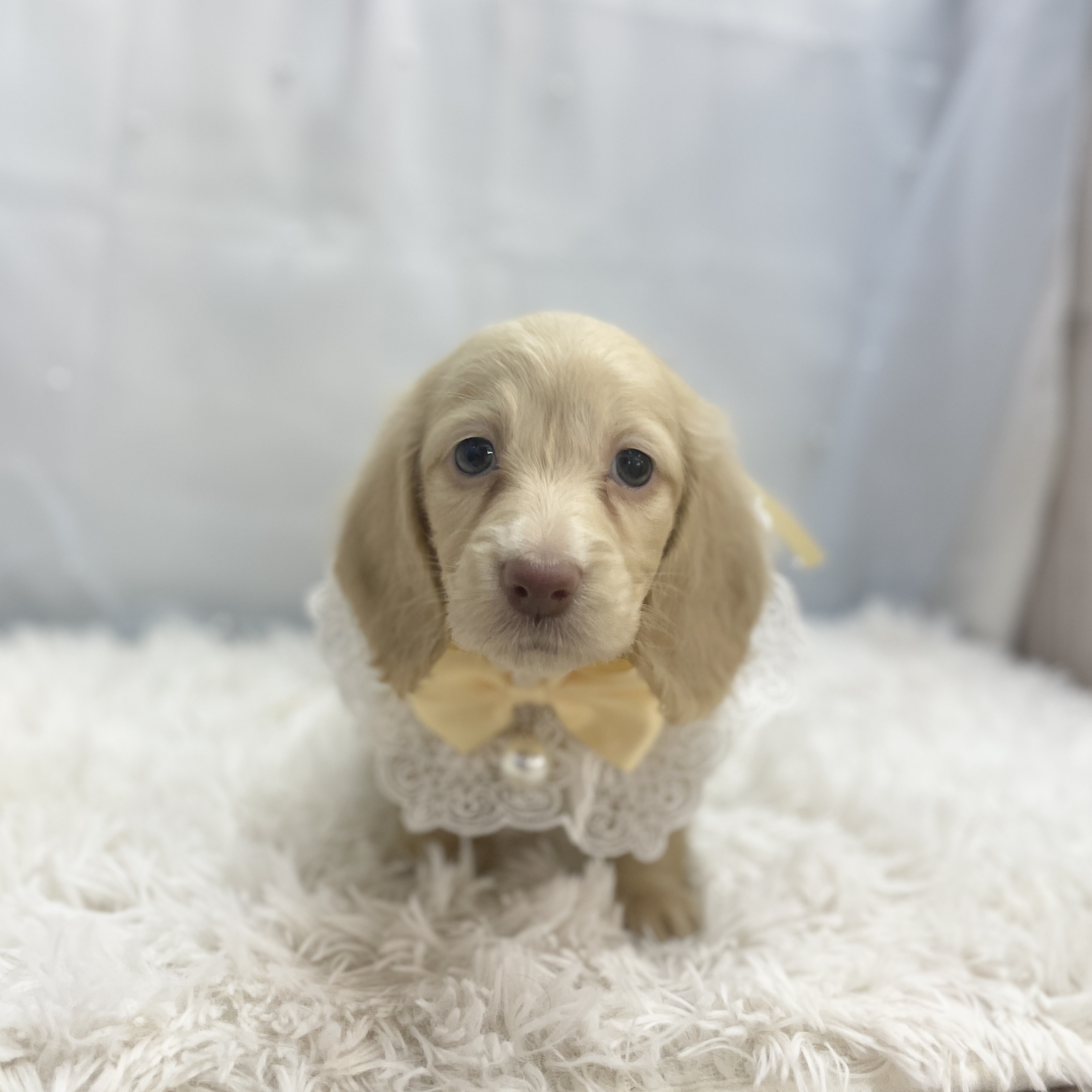 愛知県のミニチュアダックスフンド(ロング) (ファミリーペット豊明店/2025年11月9日生まれ/女の子/イエロー)の子猫の2枚目の画像