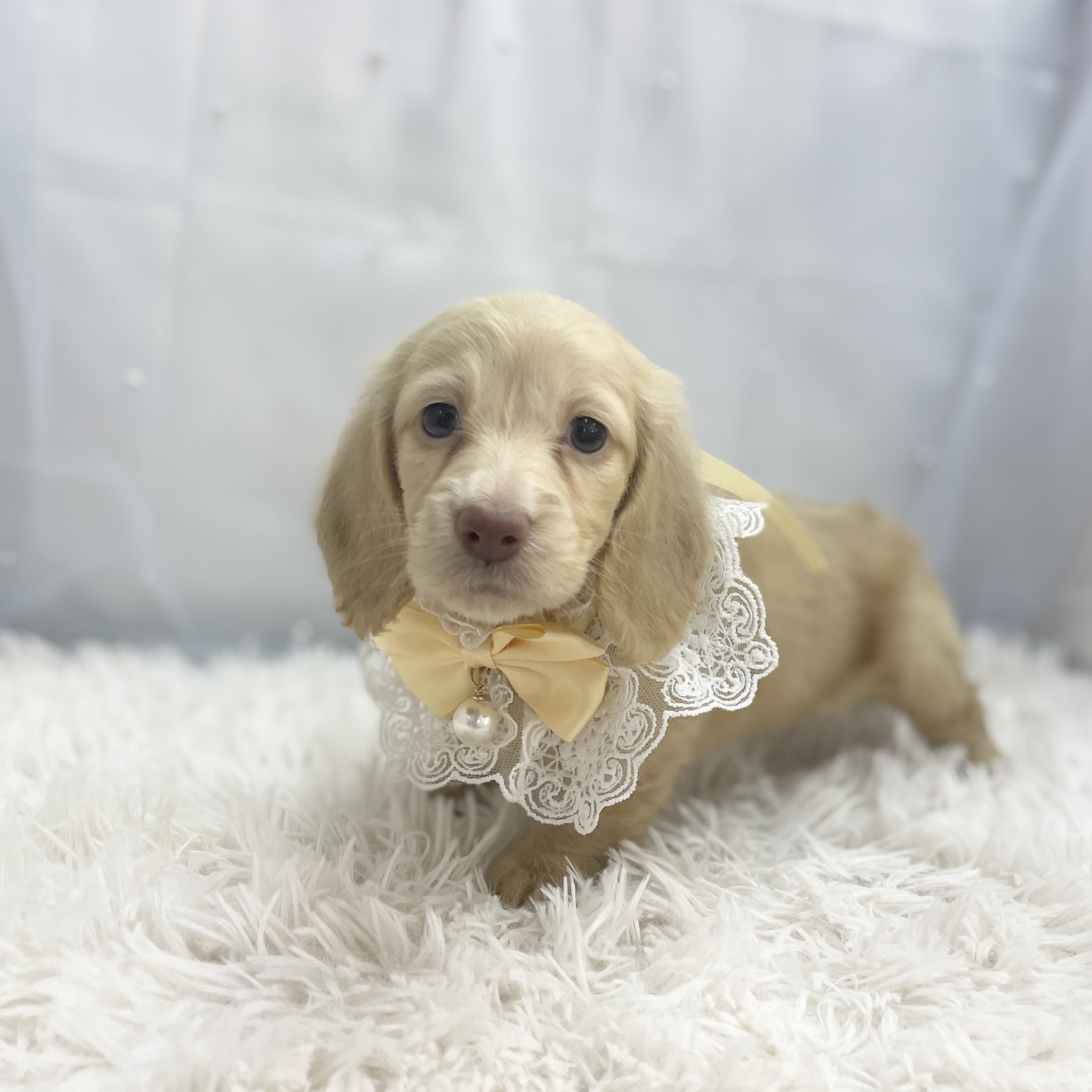 愛知県のミニチュアダックスフンド(ロング) (ファミリーペット豊明店/2025年11月9日生まれ/女の子/イエロー)の子猫の3枚目の画像