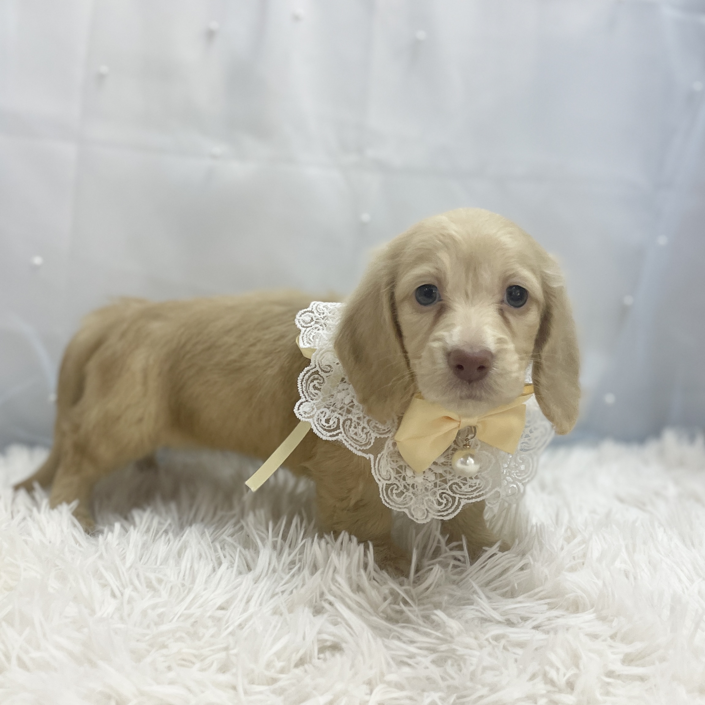 愛知県のミニチュアダックスフンド(ロング) (ファミリーペット豊明店/2025年11月9日生まれ/女の子/イエロー)の子猫の4枚目の画像