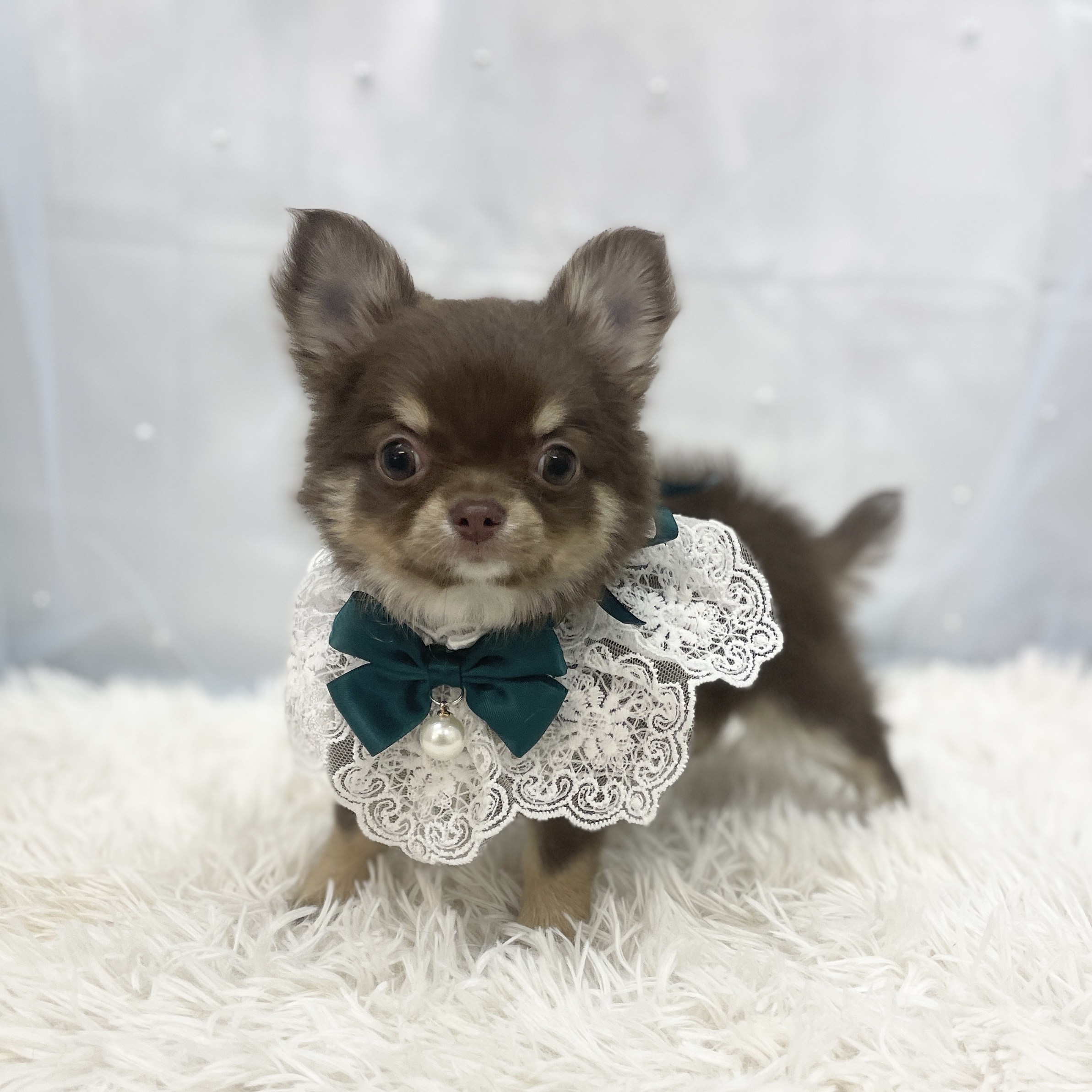 愛知県のチワワ(ロング) (ファミリーペット豊明店/2025年11月3日生まれ/男の子/チョコレートタン)の子猫の3枚目の画像