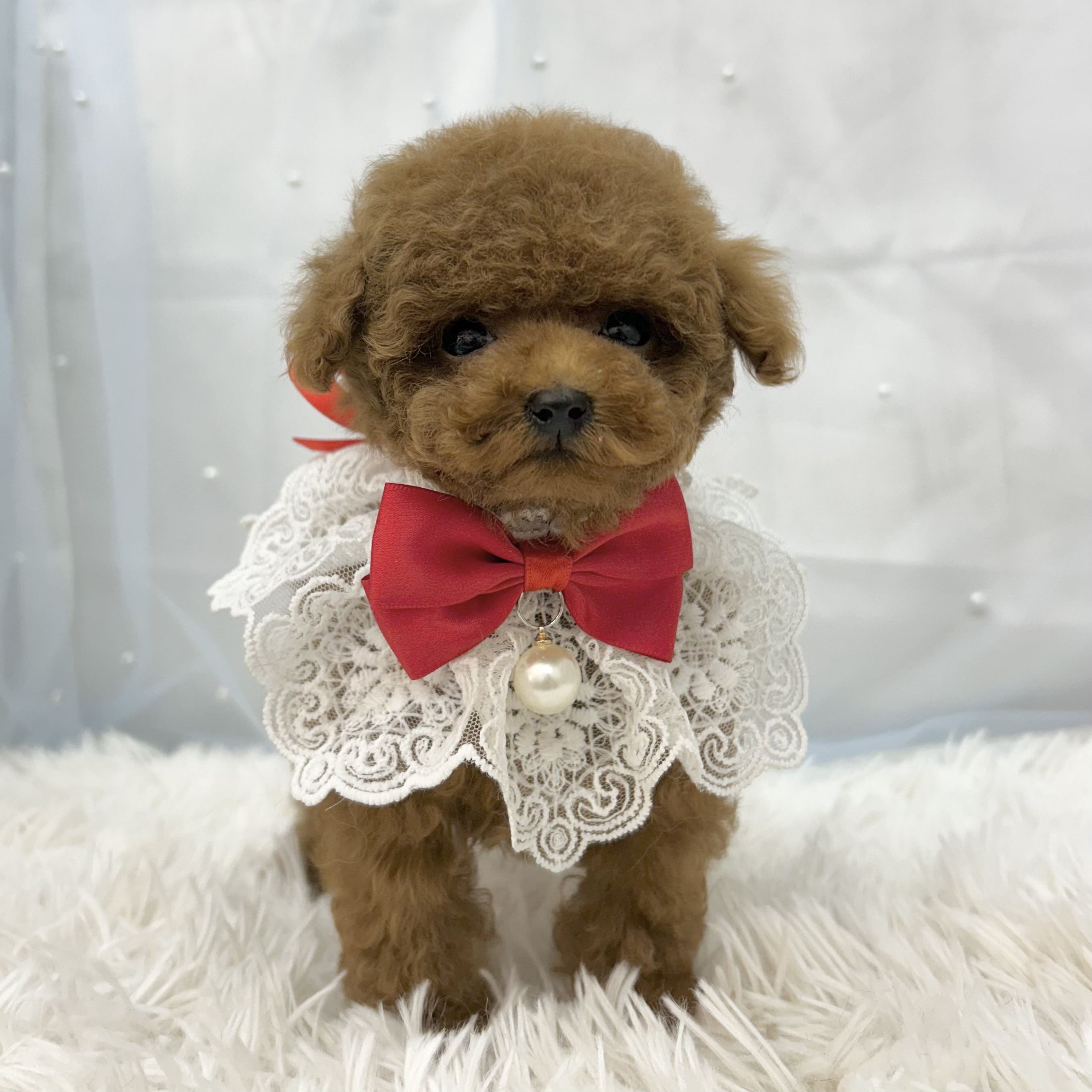 愛知県のトイプードル(トイ) (ファミリーペット豊明店/2025年11月5日生まれ/女の子/レッド)の子猫の2枚目の画像