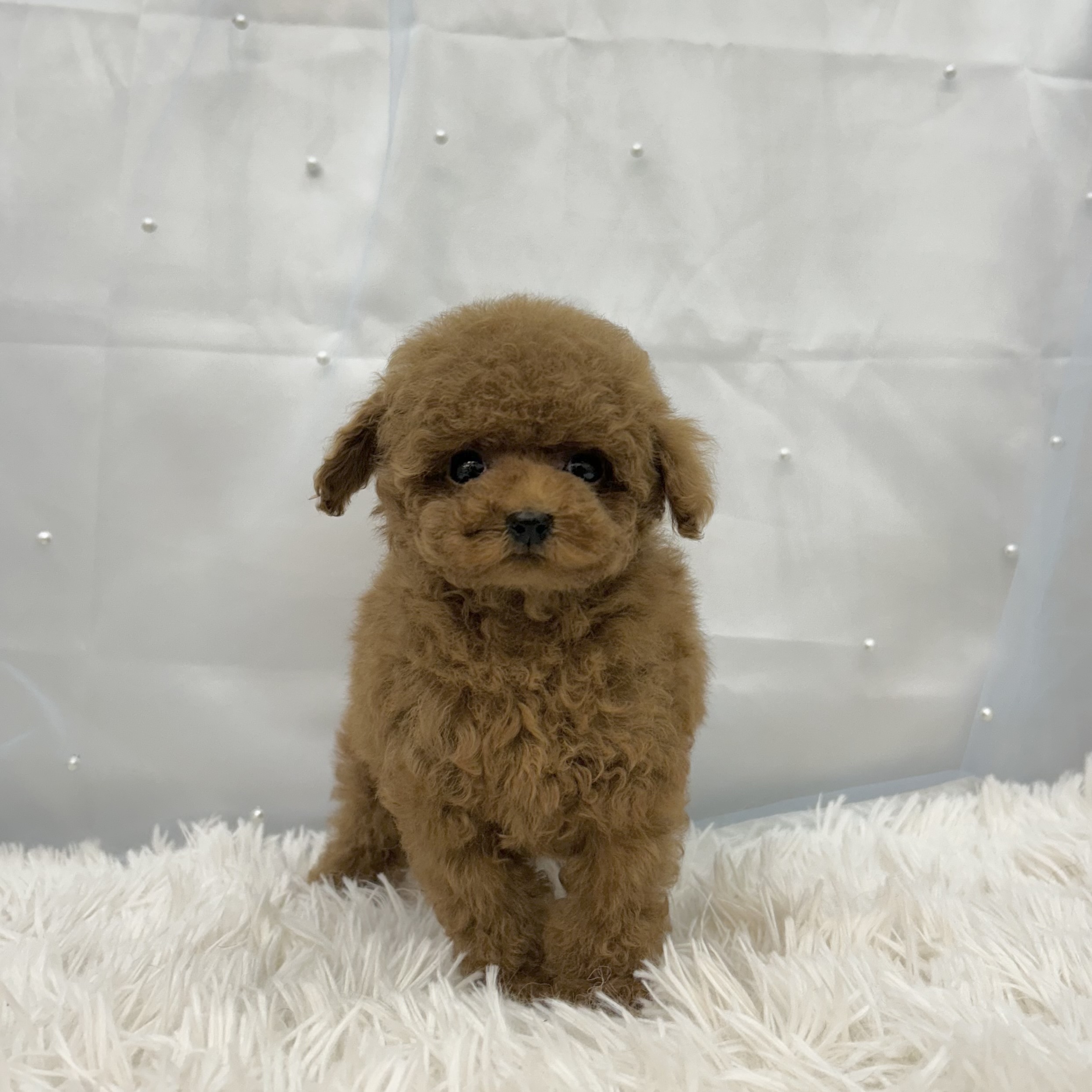 愛知県のトイプードル(トイ) (ファミリーペット豊明店/2025年11月5日生まれ/女の子/レッド)の子猫の3枚目の画像