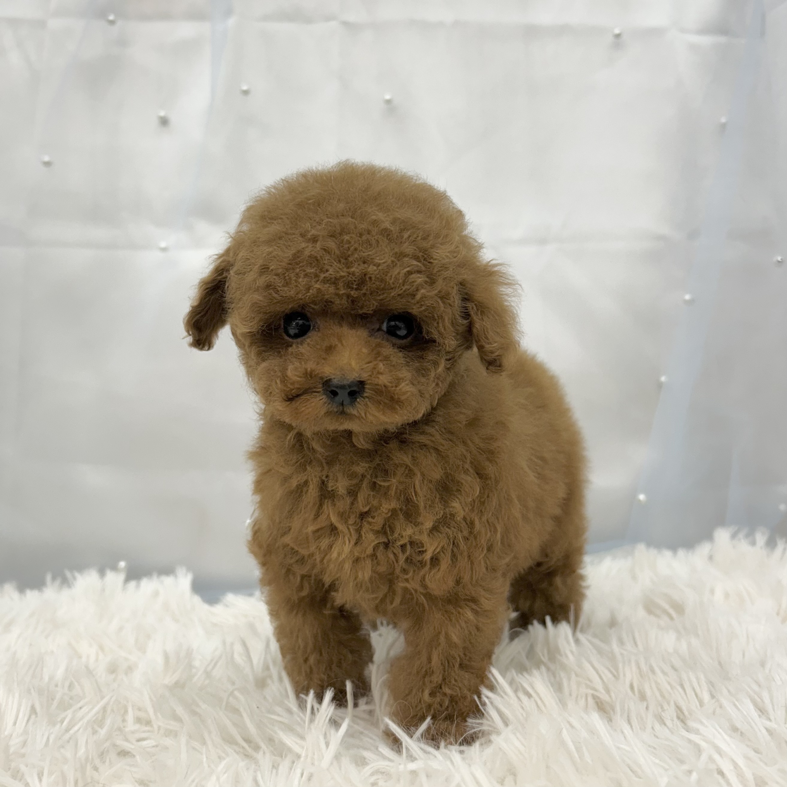 愛知県のトイプードル(トイ) (ファミリーペット豊明店/2025年11月5日生まれ/女の子/レッド)の子猫の4枚目の画像