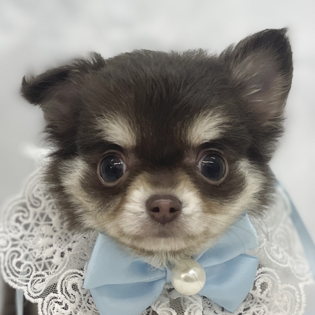 愛知県のチワワ(ロング) (ファミリーペット豊明店/2025年11月3日生まれ/男の子/チョコレートタン)の子猫の1枚目の画像