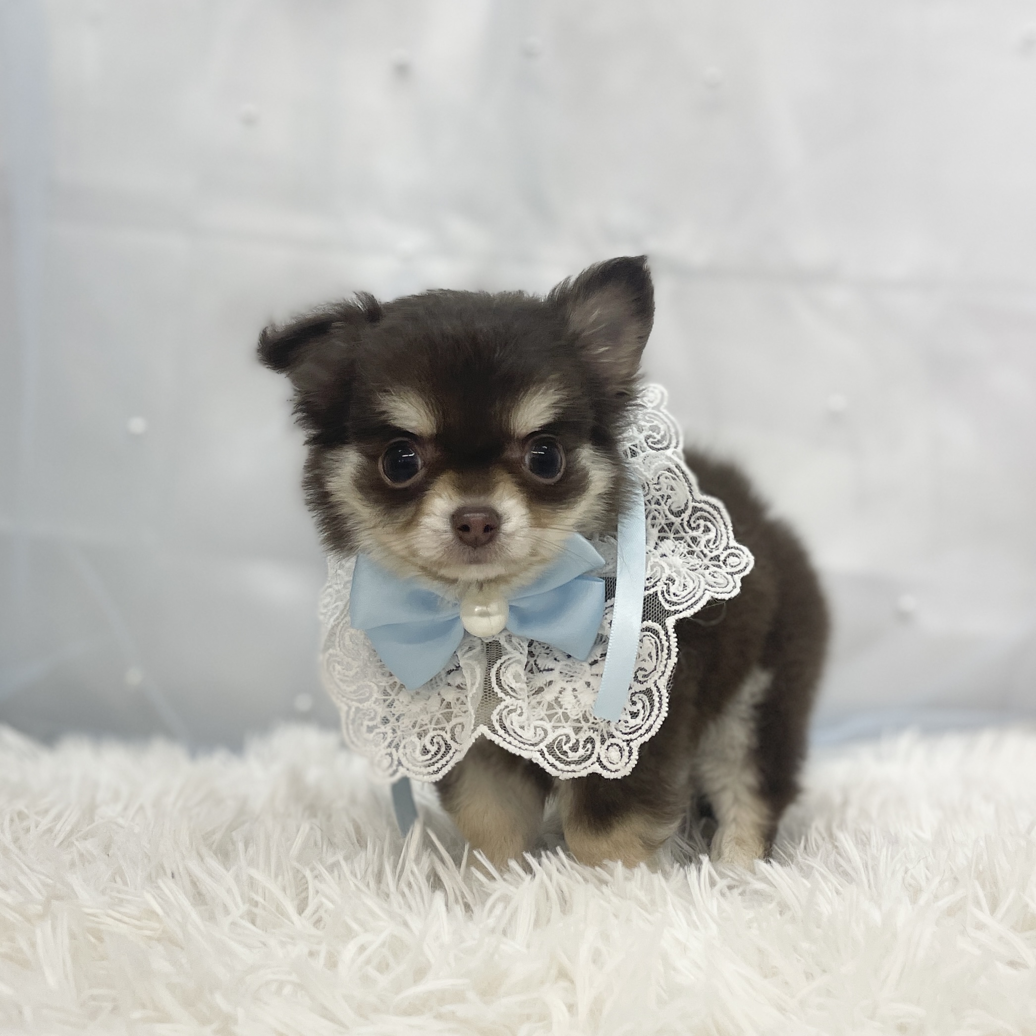 愛知県のチワワ(ロング) (ファミリーペット豊明店/2025年11月3日生まれ/男の子/チョコレートタン)の子猫の2枚目の画像