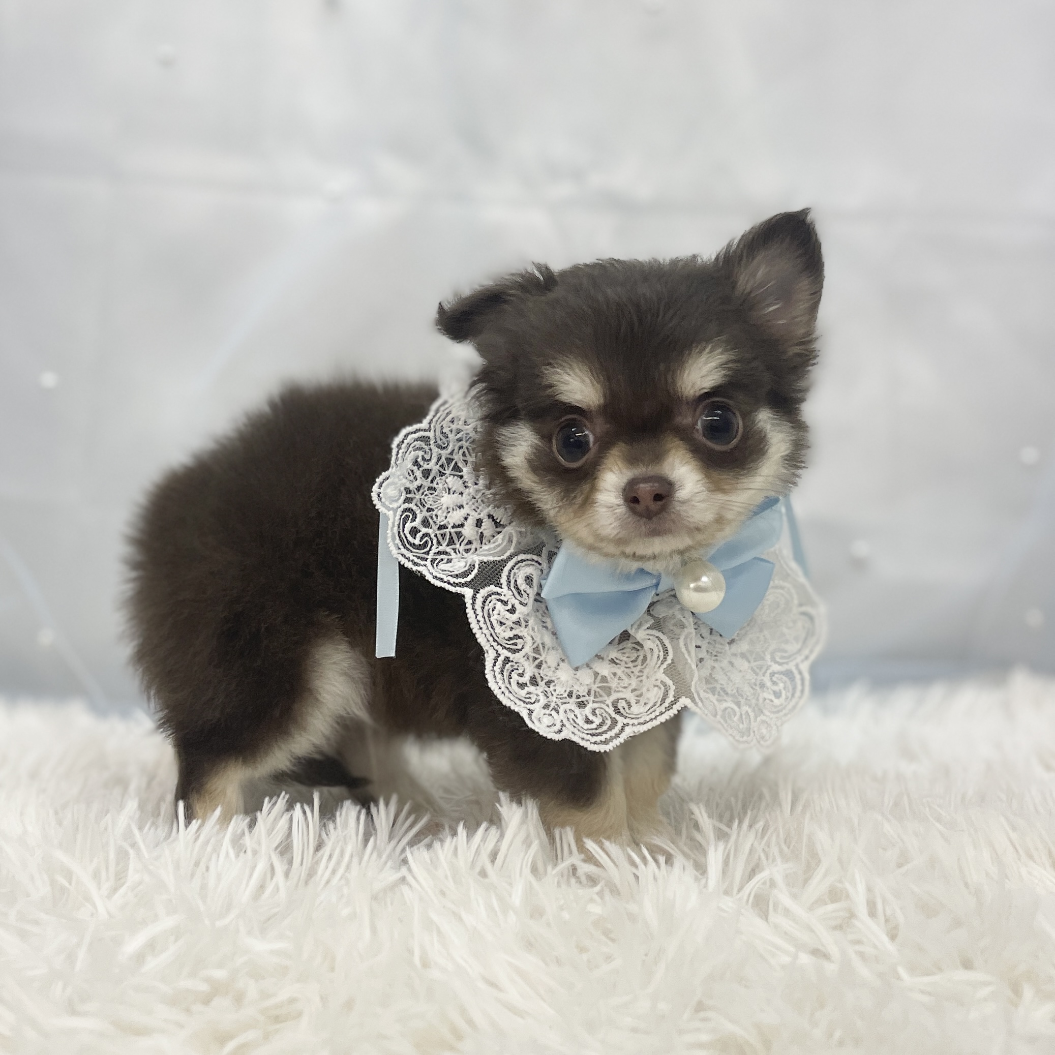 愛知県のチワワ(ロング) (ファミリーペット豊明店/2025年11月3日生まれ/男の子/チョコレートタン)の子猫の3枚目の画像