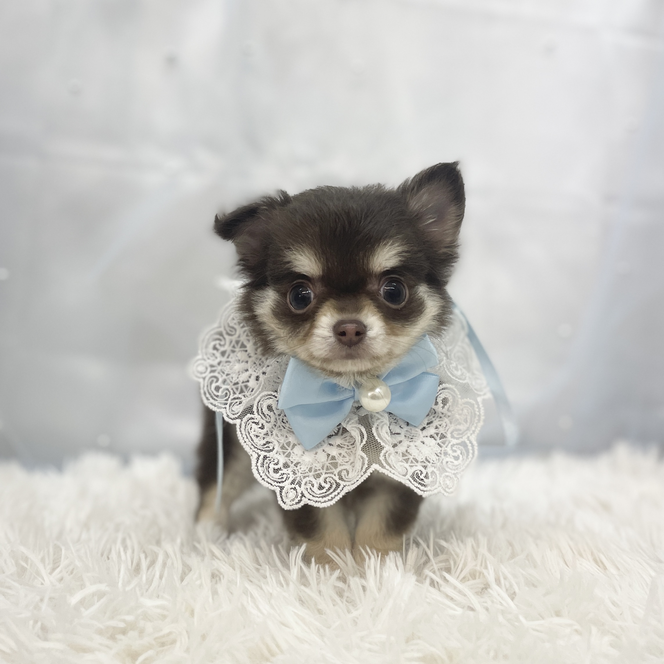 愛知県のチワワ(ロング) (ファミリーペット豊明店/2025年11月3日生まれ/男の子/チョコレートタン)の子猫の4枚目の画像