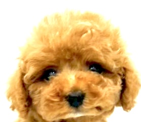 愛知県のトイプードル(トイ) (リソラ大府店/2025年11月3日生まれ/男の子/オレンジフォーン)の子猫の1枚目の画像