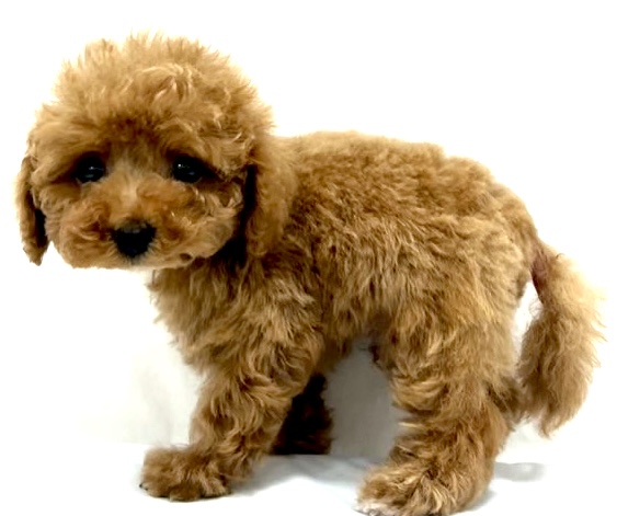 愛知県のトイプードル(トイ) (リソラ大府店/2025年11月3日生まれ/男の子/オレンジフォーン)の子猫の3枚目の画像