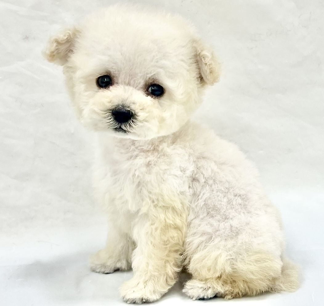 三重県のトイプードル(トイ) (アミーゴ四日市日永店/2025年11月12日生まれ/男の子/ホワイト)の子猫の2枚目の画像